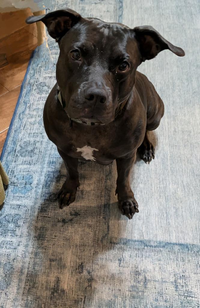 Delilah, Adoptable, Adult Female Pit Bull Terrier.