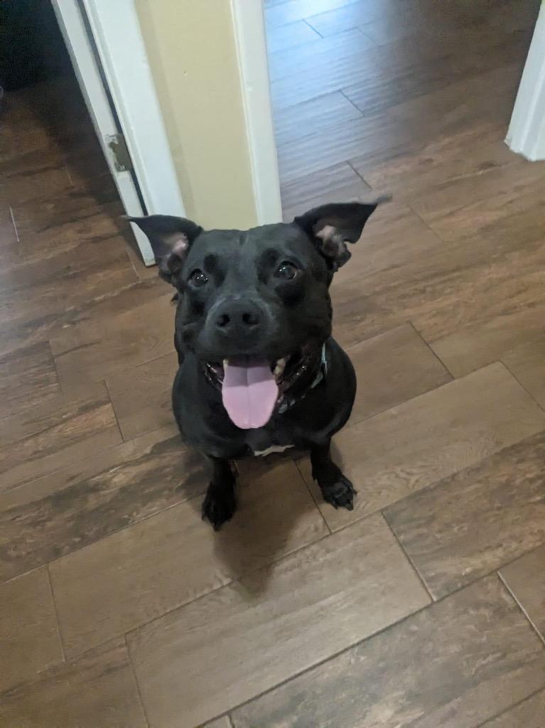 Delilah, a Adoptable Pit Bull Terrier in Orlando, FL image 4/5