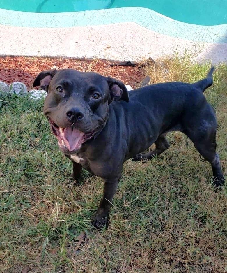 Enlarge Delilah, a Adoptable Pit Bull Terrier in Orlando, FL image 2/5