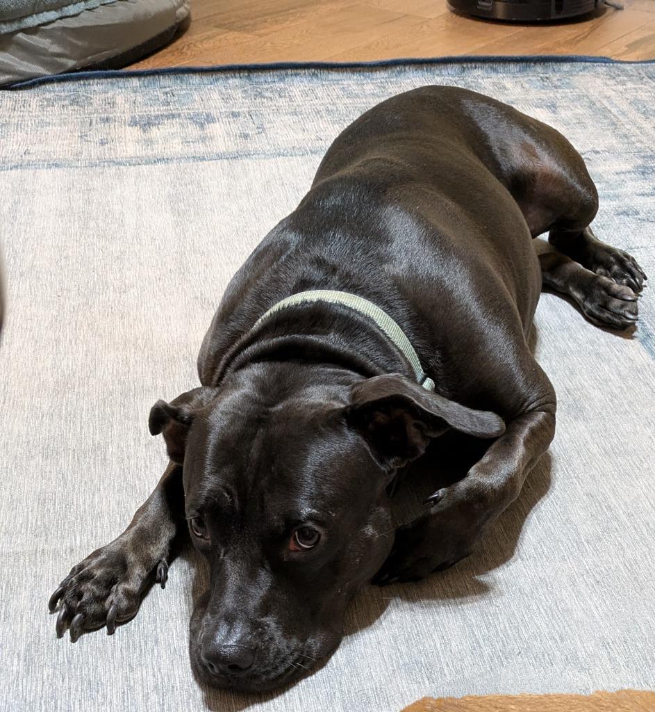 Enlarge Delilah, a Adoptable Pit Bull Terrier in Orlando, FL image 5/5