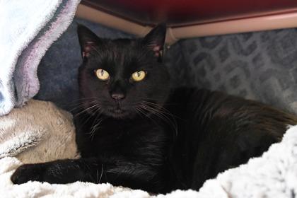 Willow, Adoptable, Senior Female Domestic Short Hair & Domestic Short Hair.