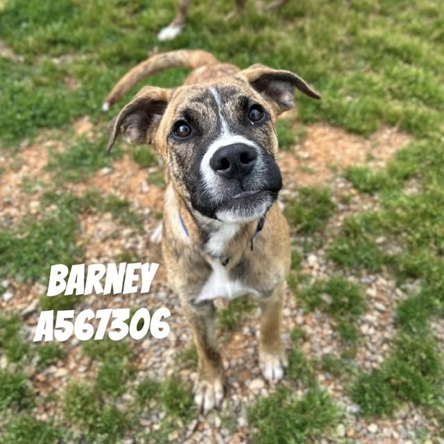 BARNEY, Adoptable, Young Male Hound & Mixed Breed.