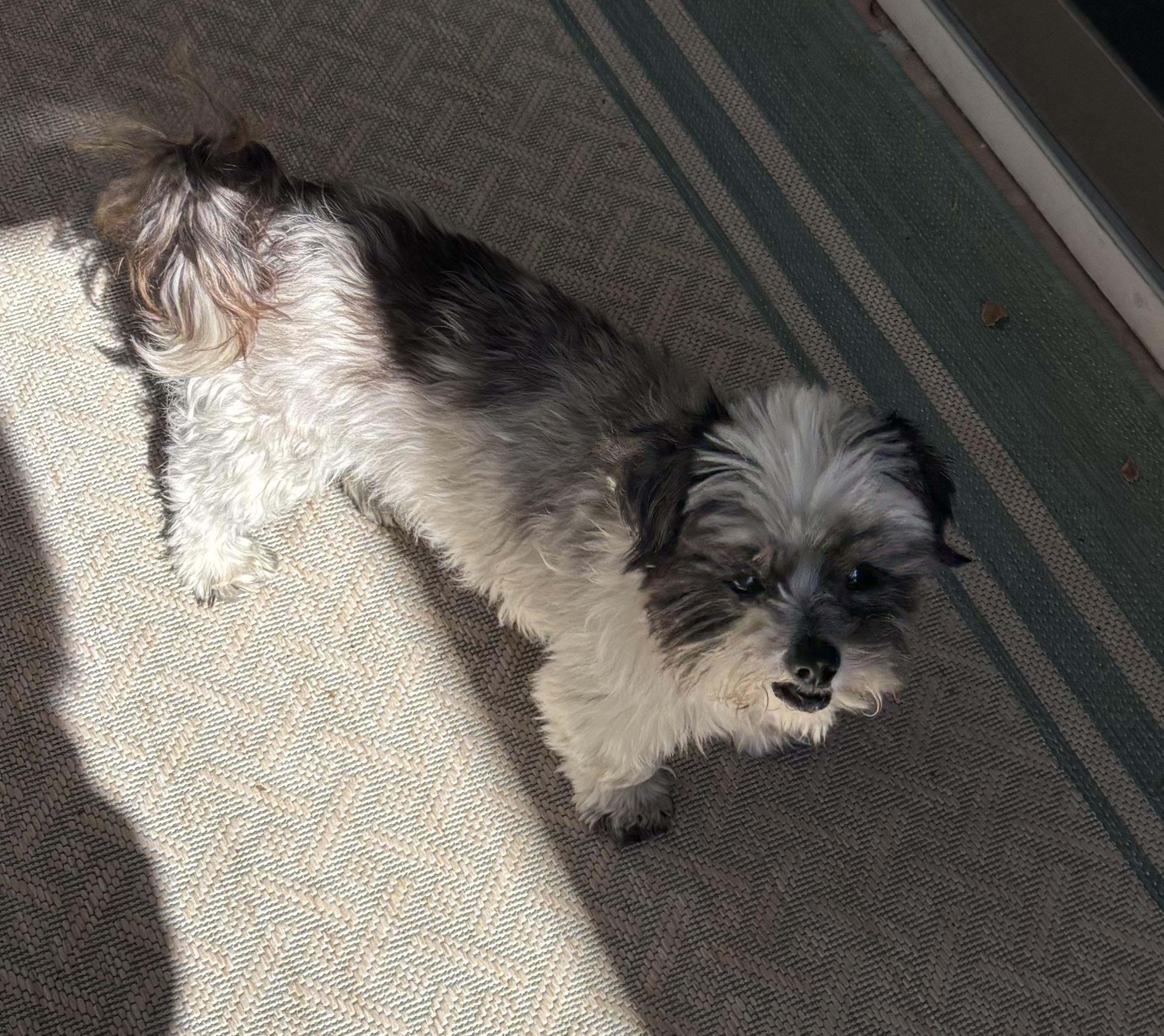 Enlarge Prince, a ADOPTABLE mixed breed in Danville, CA image 2/3