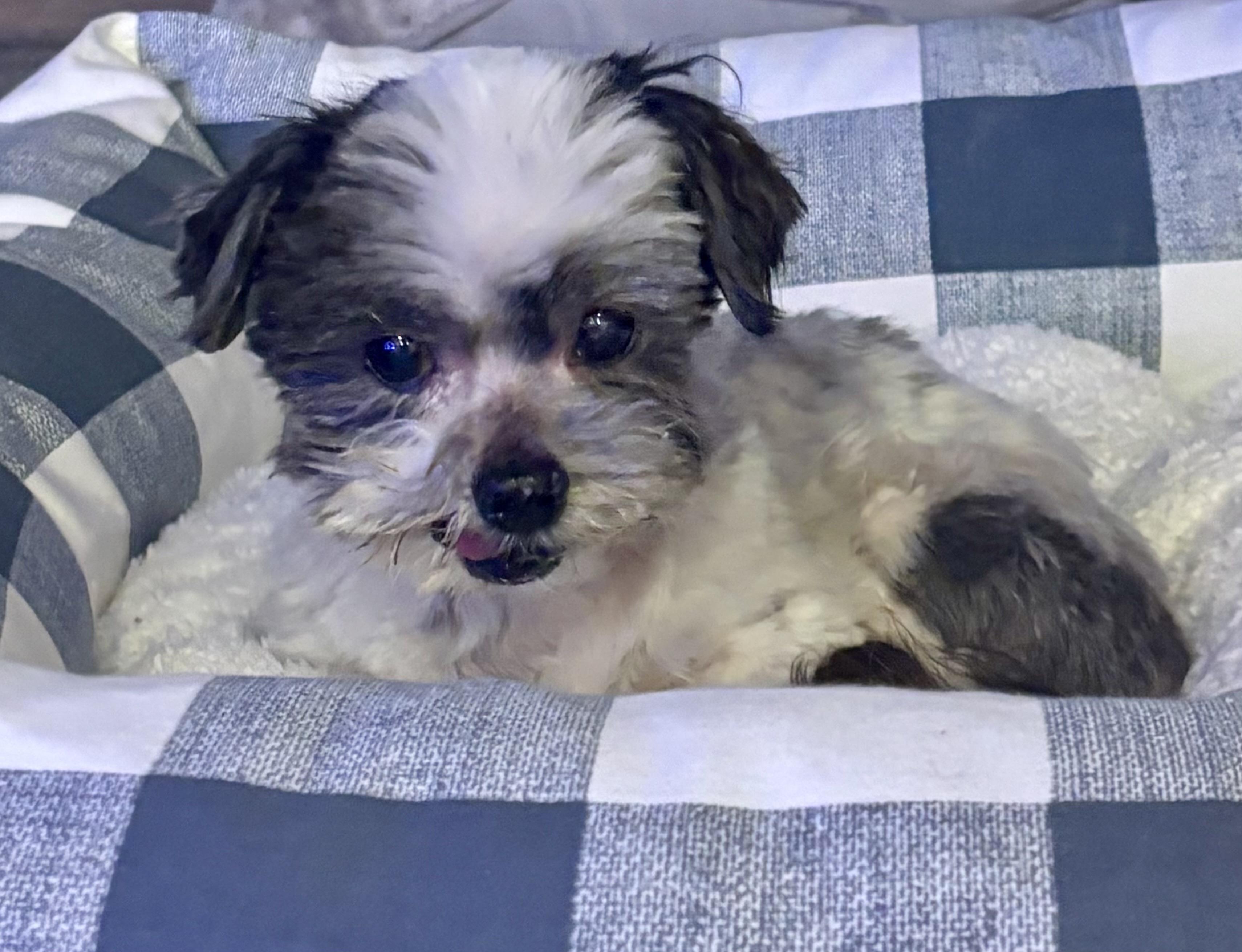 Enlarge Prince, a ADOPTABLE mixed breed in Danville, CA image 3/3