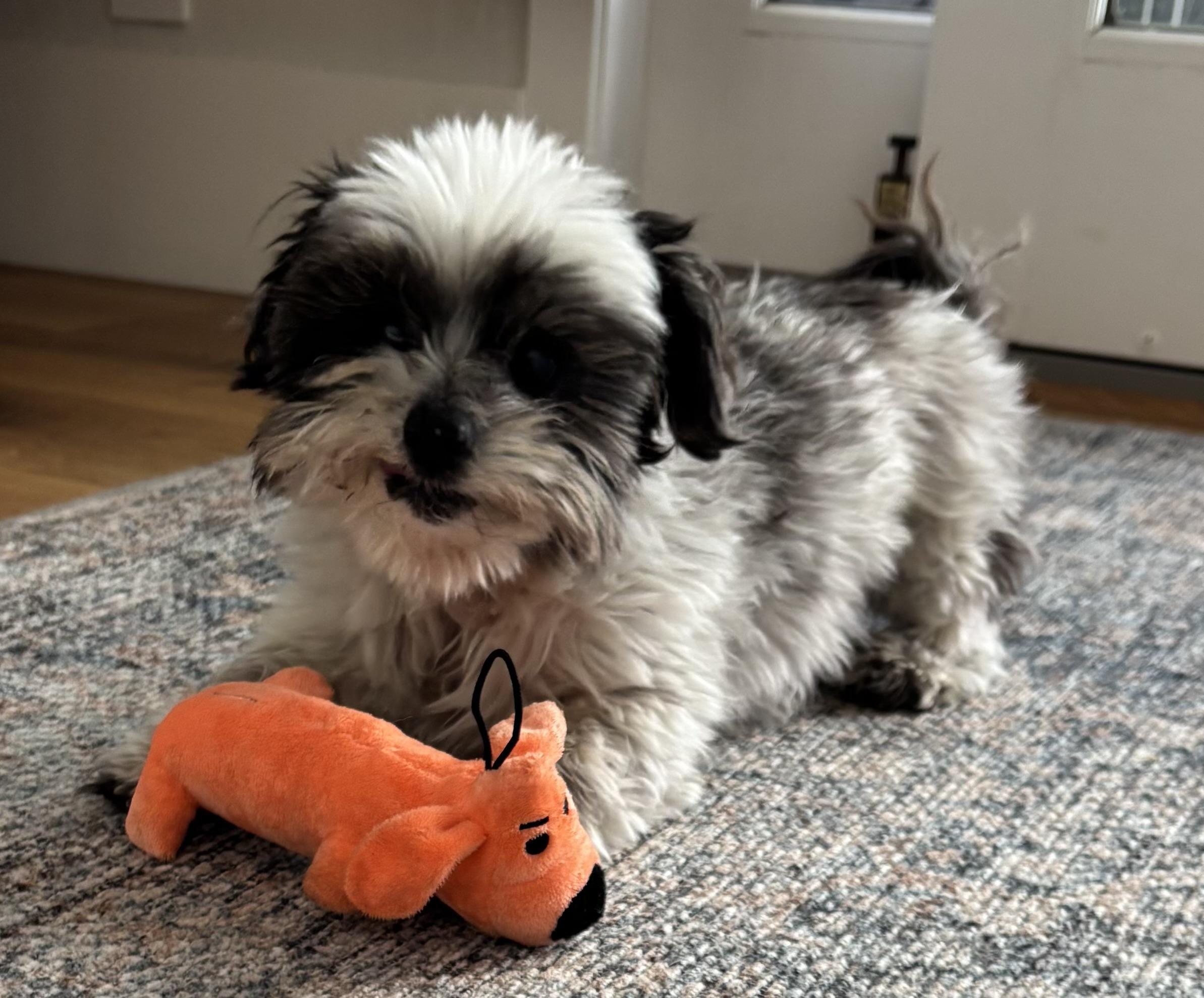 Prince, ADOPTABLE, Senior Male Shih Tzu & Maltese.
