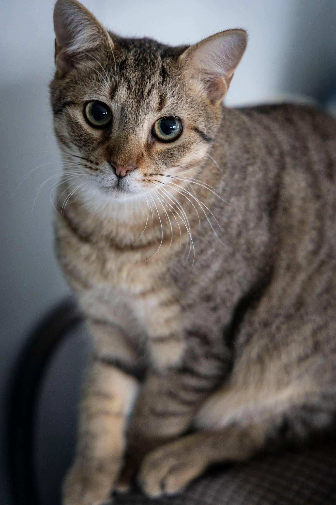 Wilson, a ADOPTABLE Domestic Short Hair in Millersville, MD image 2/2
