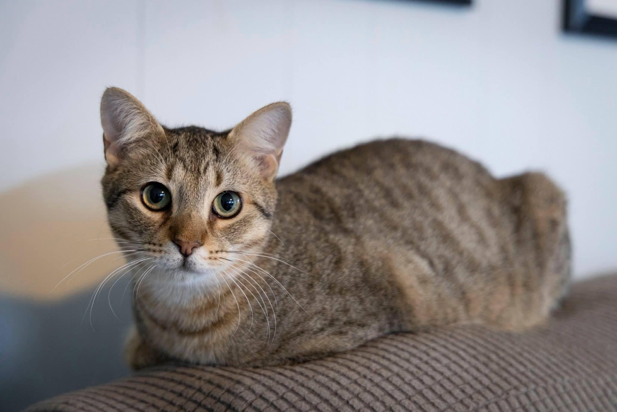 Wilson, a ADOPTABLE Domestic Short Hair in Millersville, MD image 1/2