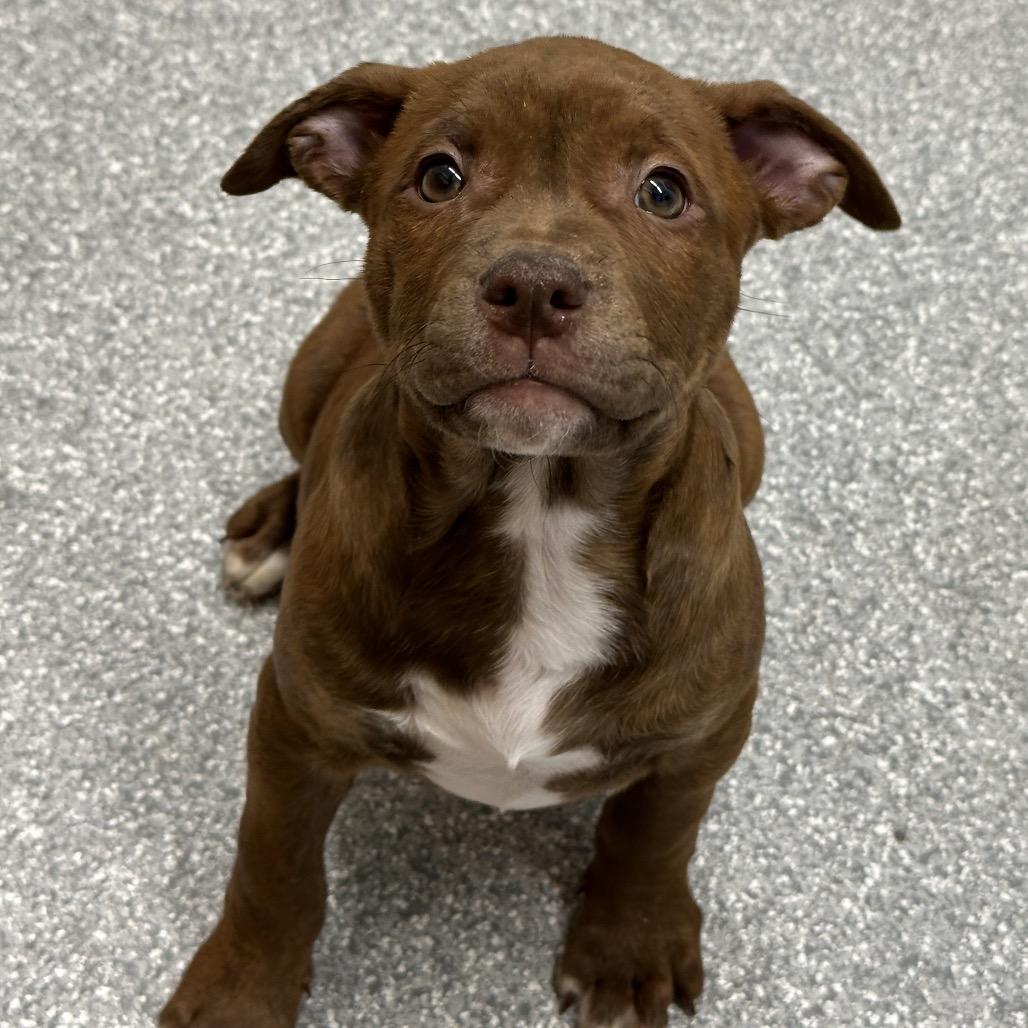 Rashida, Adoptable, Puppy Female Pit Bull Terrier.