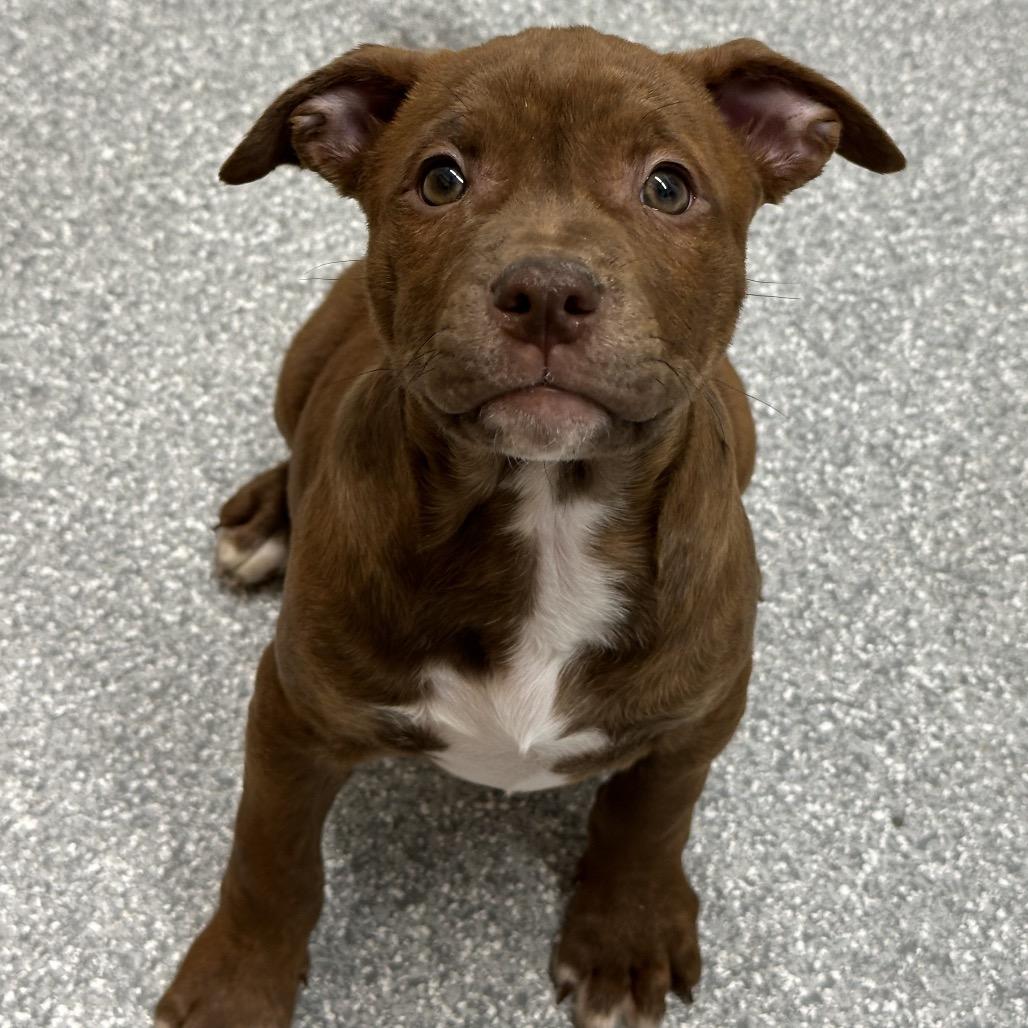 Enlarge Rashida, a Adoptable Pit Bull Terrier in Durango, CO image 2/2