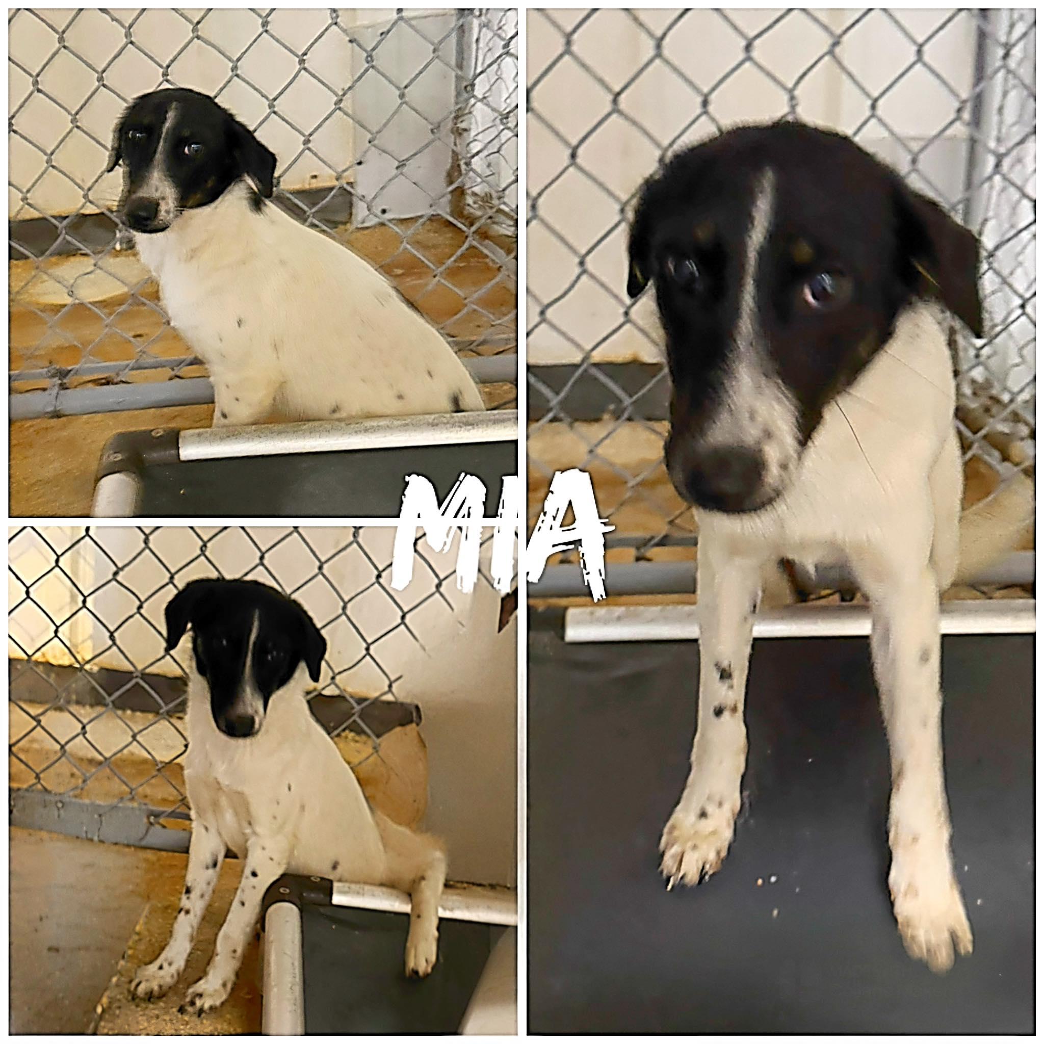 Enlarge Mia, a ADOPTABLE Fox Terrier in Saint James, MO image 2/2