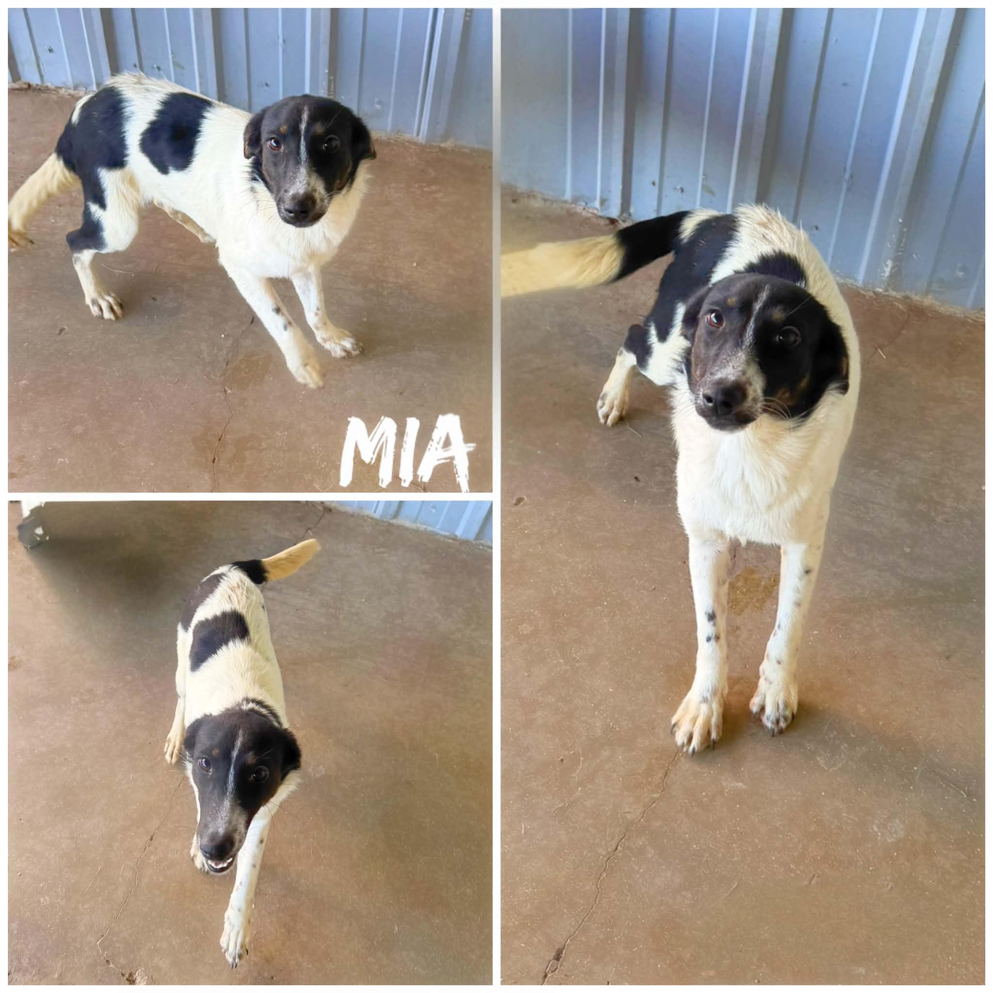 Enlarge Mia, a ADOPTABLE Fox Terrier in Saint James, MO image 1/2