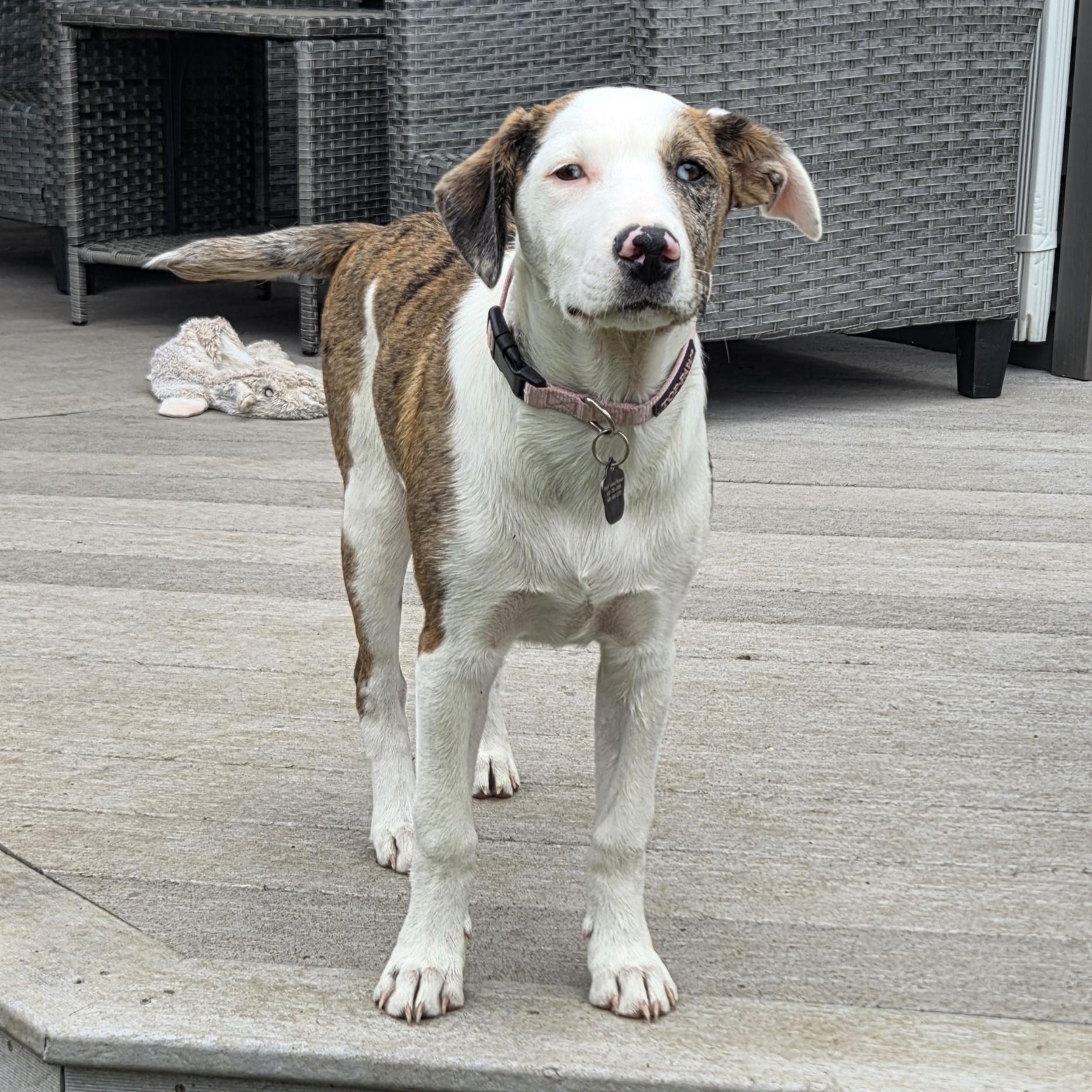 Enlarge Colby, a ADOPTABLE mixed breed in Lemont, IL image 3/6