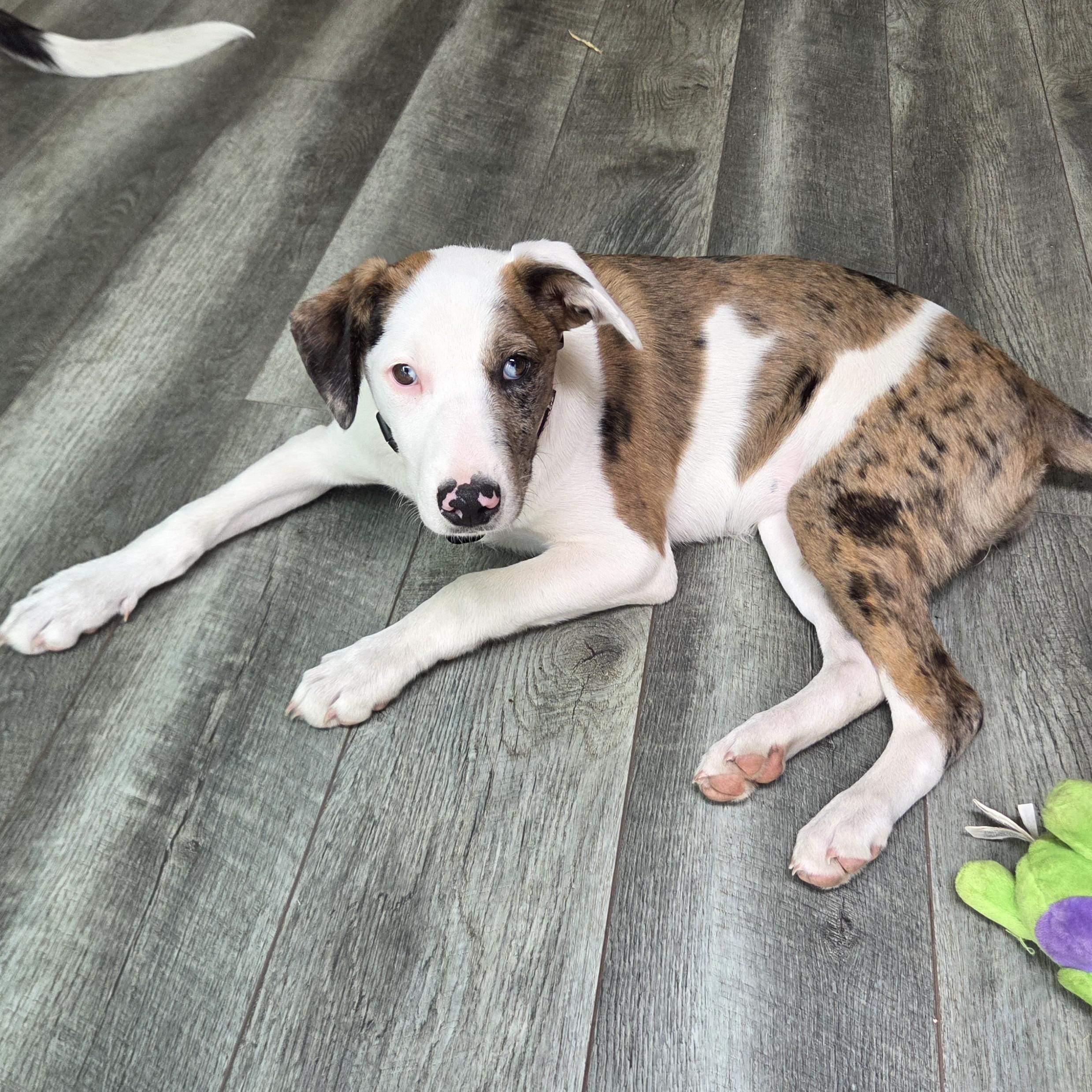 Enlarge Colby, a ADOPTABLE mixed breed in Lemont, IL image 4/6