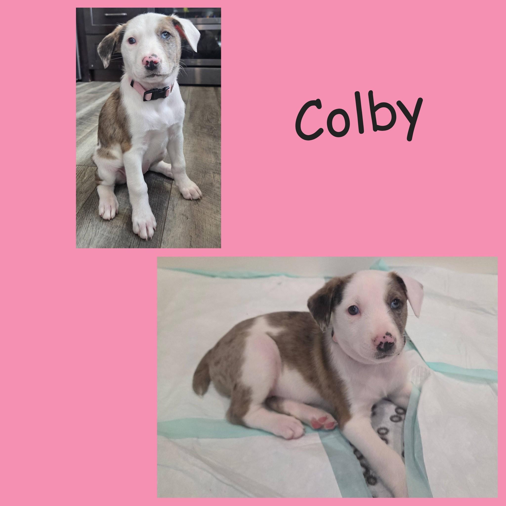 Enlarge Colby, a ADOPTABLE mixed breed in Lemont, IL image 4/6