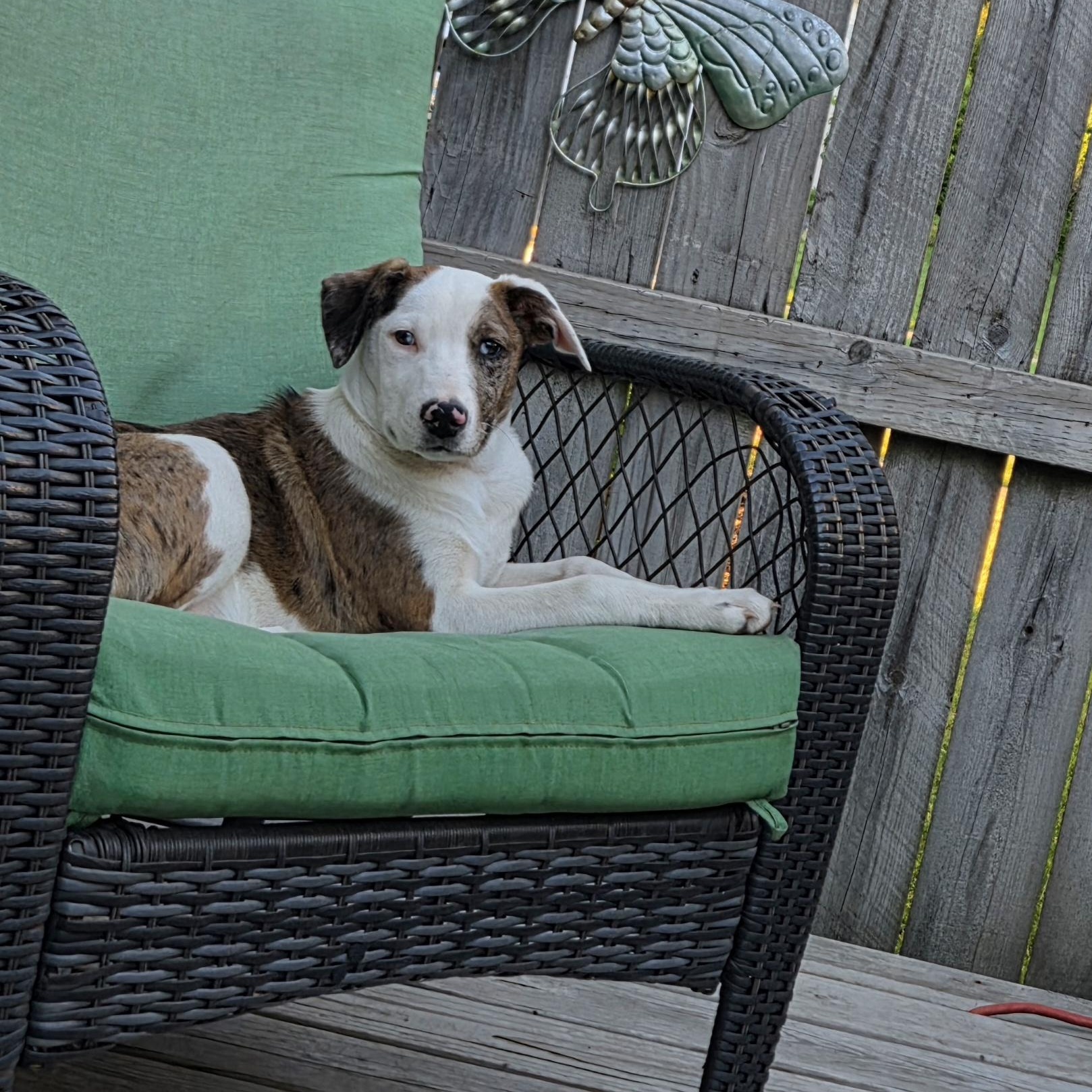 Enlarge Colby, a ADOPTABLE mixed breed in Lemont, IL image 5/6