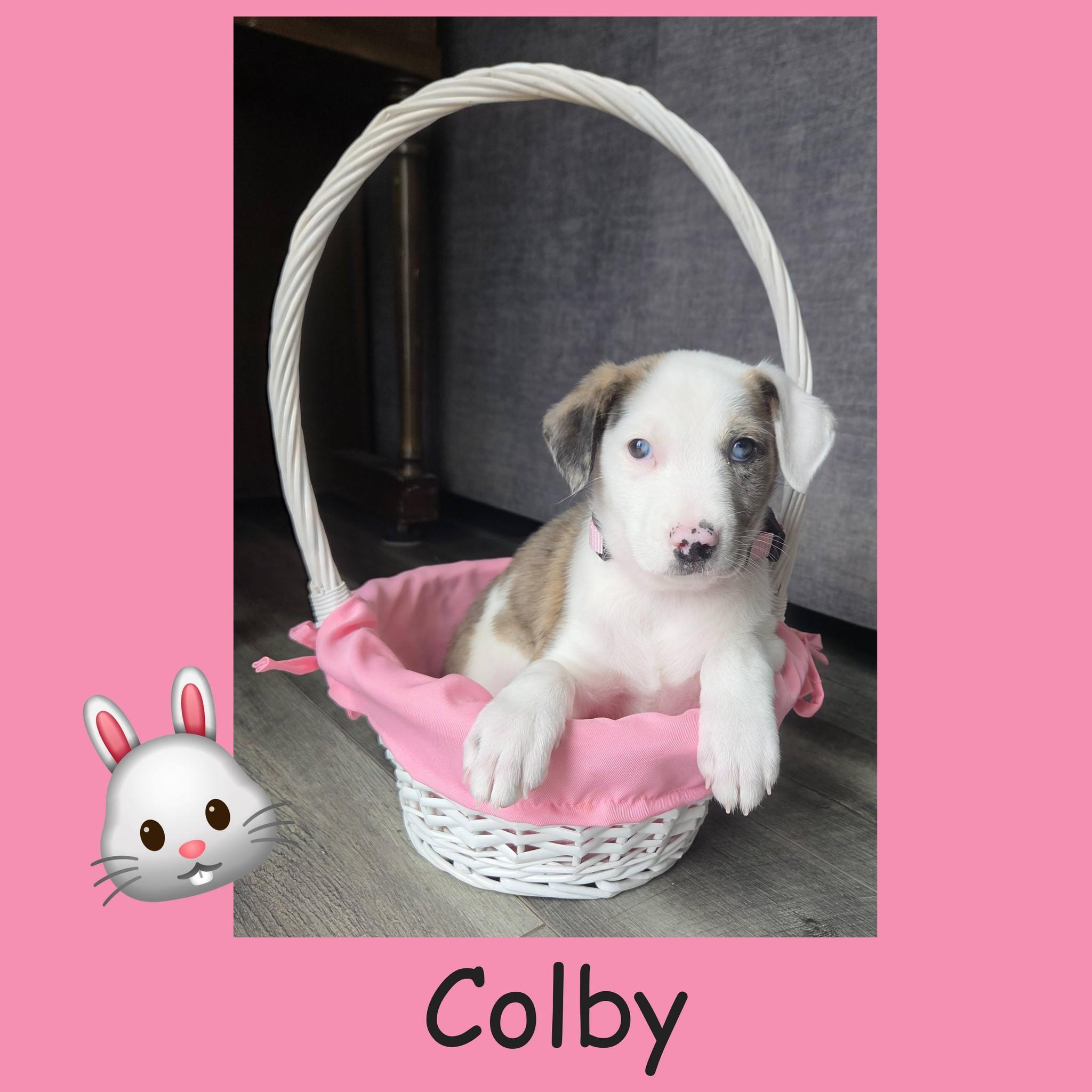 Enlarge Colby, a ADOPTABLE mixed breed in Lemont, IL image 5/6