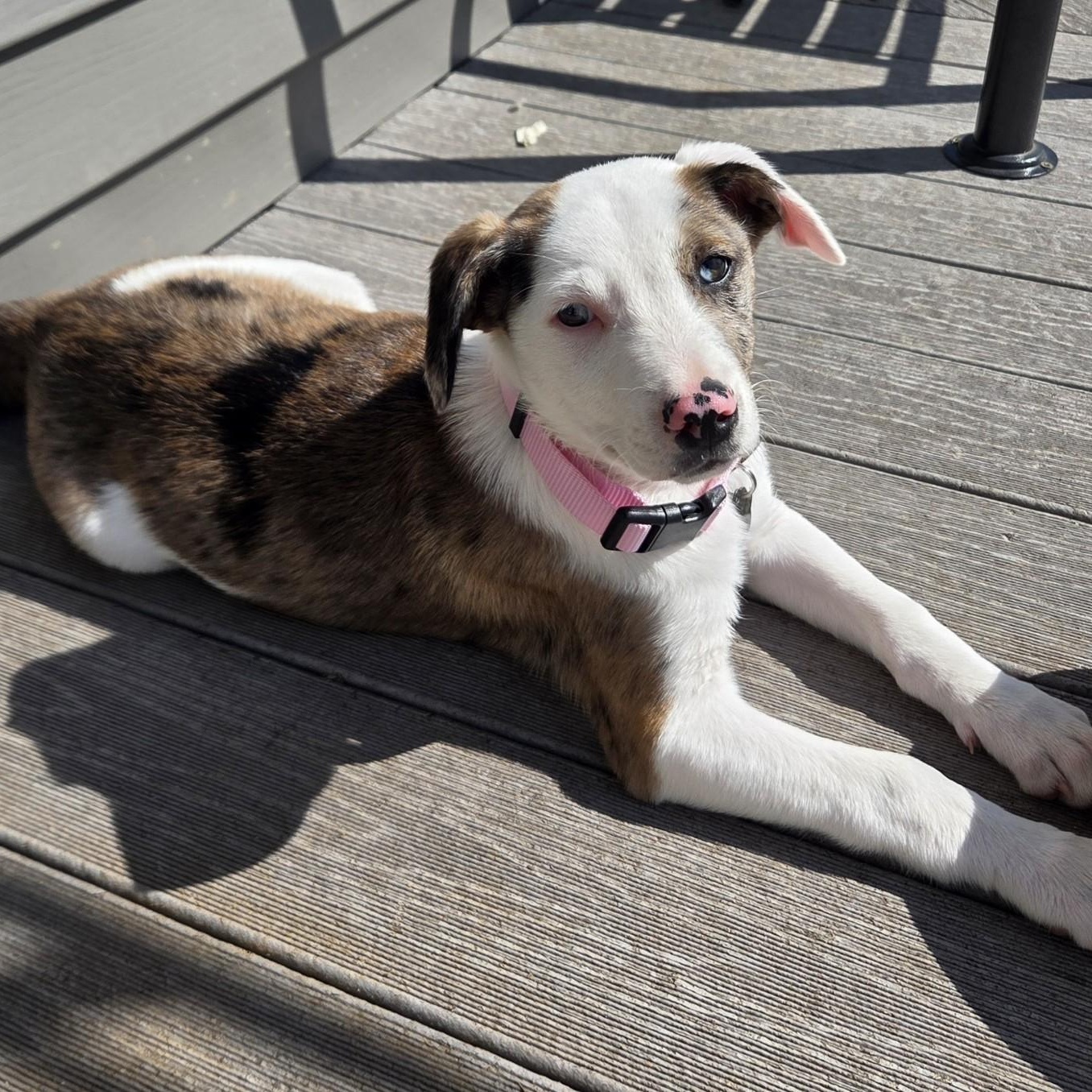 Enlarge Colby, a ADOPTABLE mixed breed in Lemont, IL image 2/6