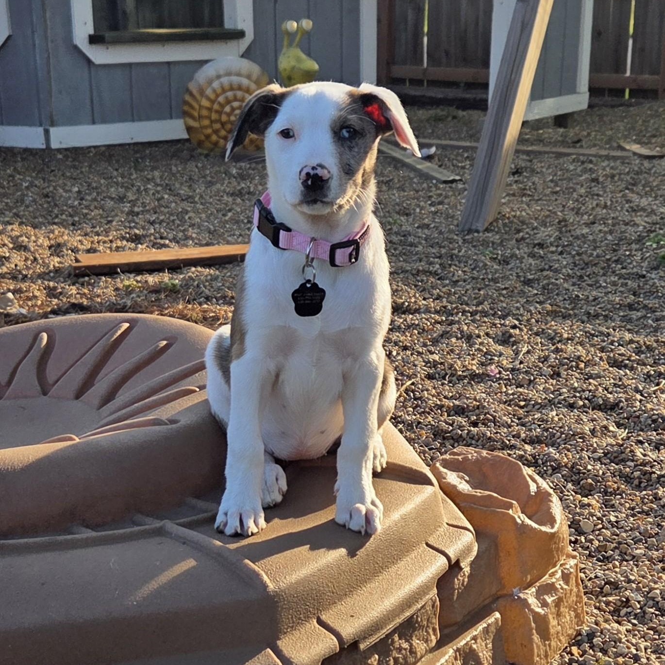 Enlarge Colby, a ADOPTABLE mixed breed in Lemont, IL image 3/6
