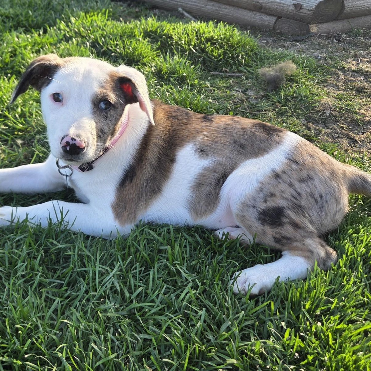 Enlarge Colby, a ADOPTABLE mixed breed in Lemont, IL image 1/6