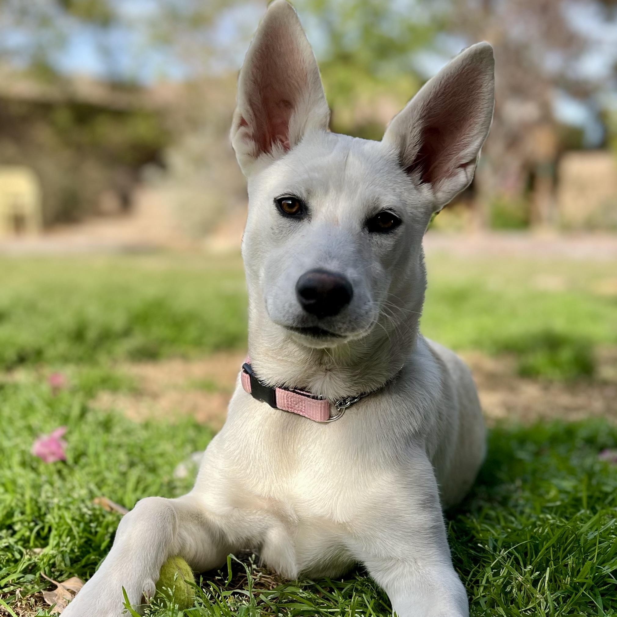 Enlarge Poppy, a Adoptable mixed breed in Gilbert, AZ image 2/5