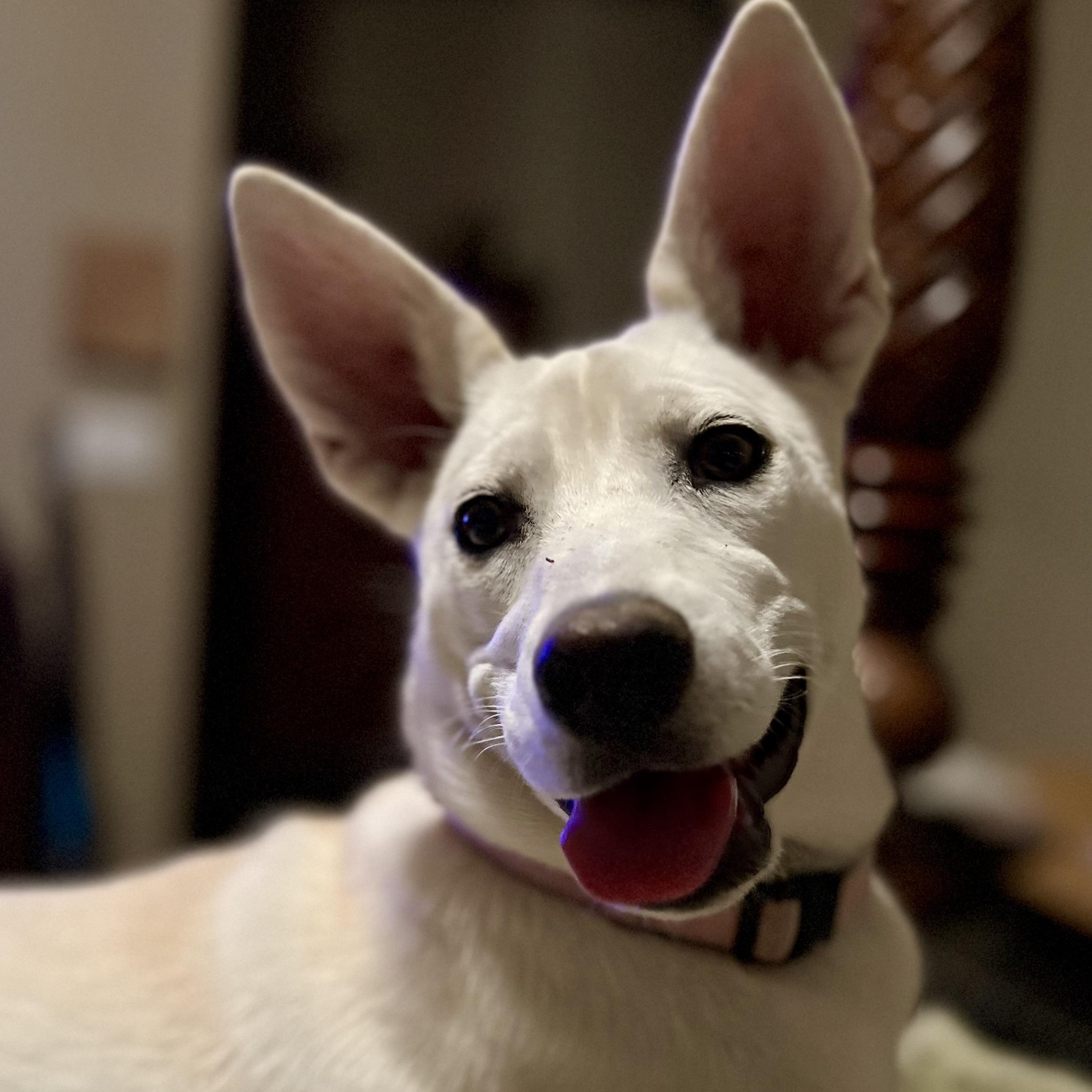 Enlarge Poppy, a Adoptable mixed breed in Gilbert, AZ image 5/5