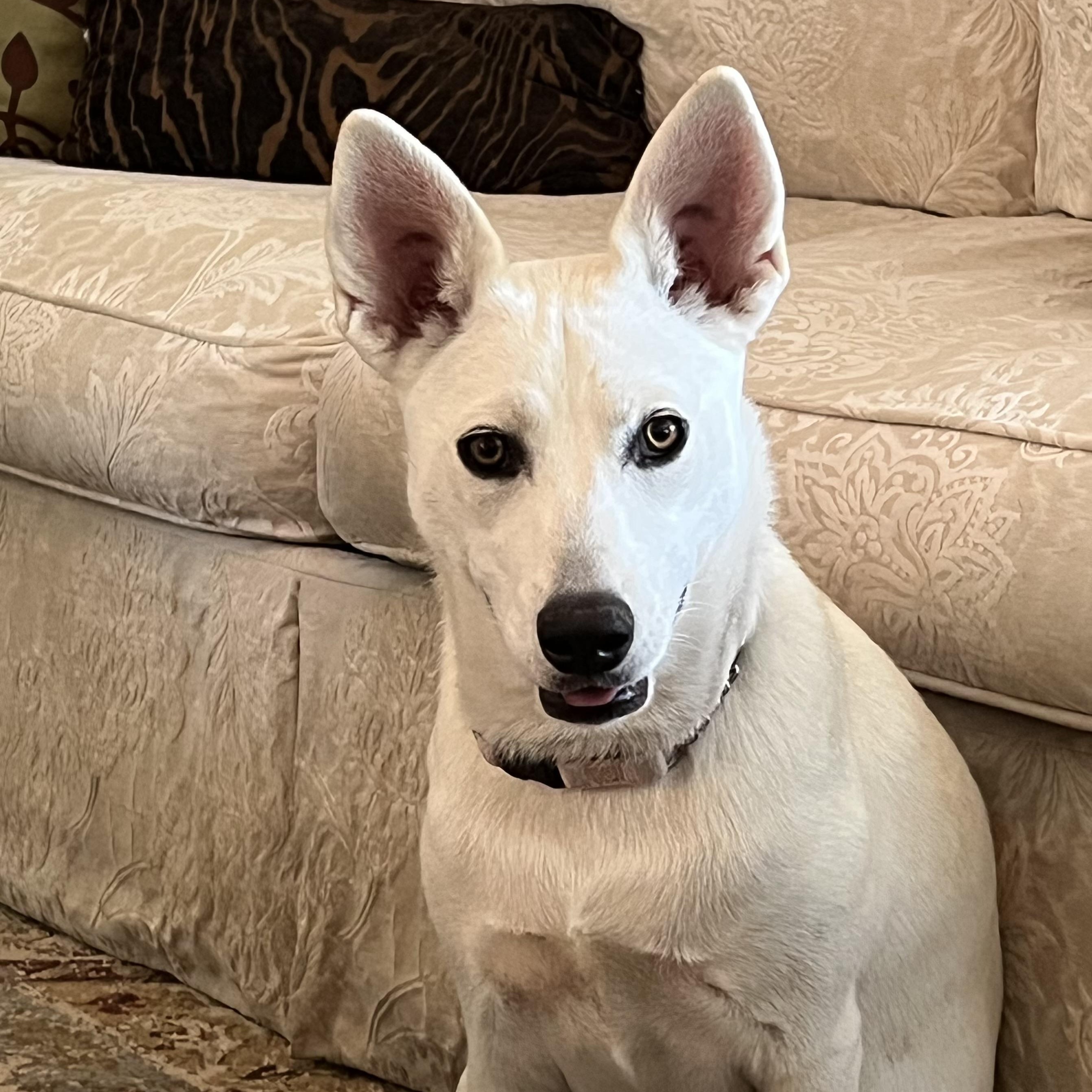 Enlarge Poppy, a Adoptable mixed breed in Gilbert, AZ image 4/5