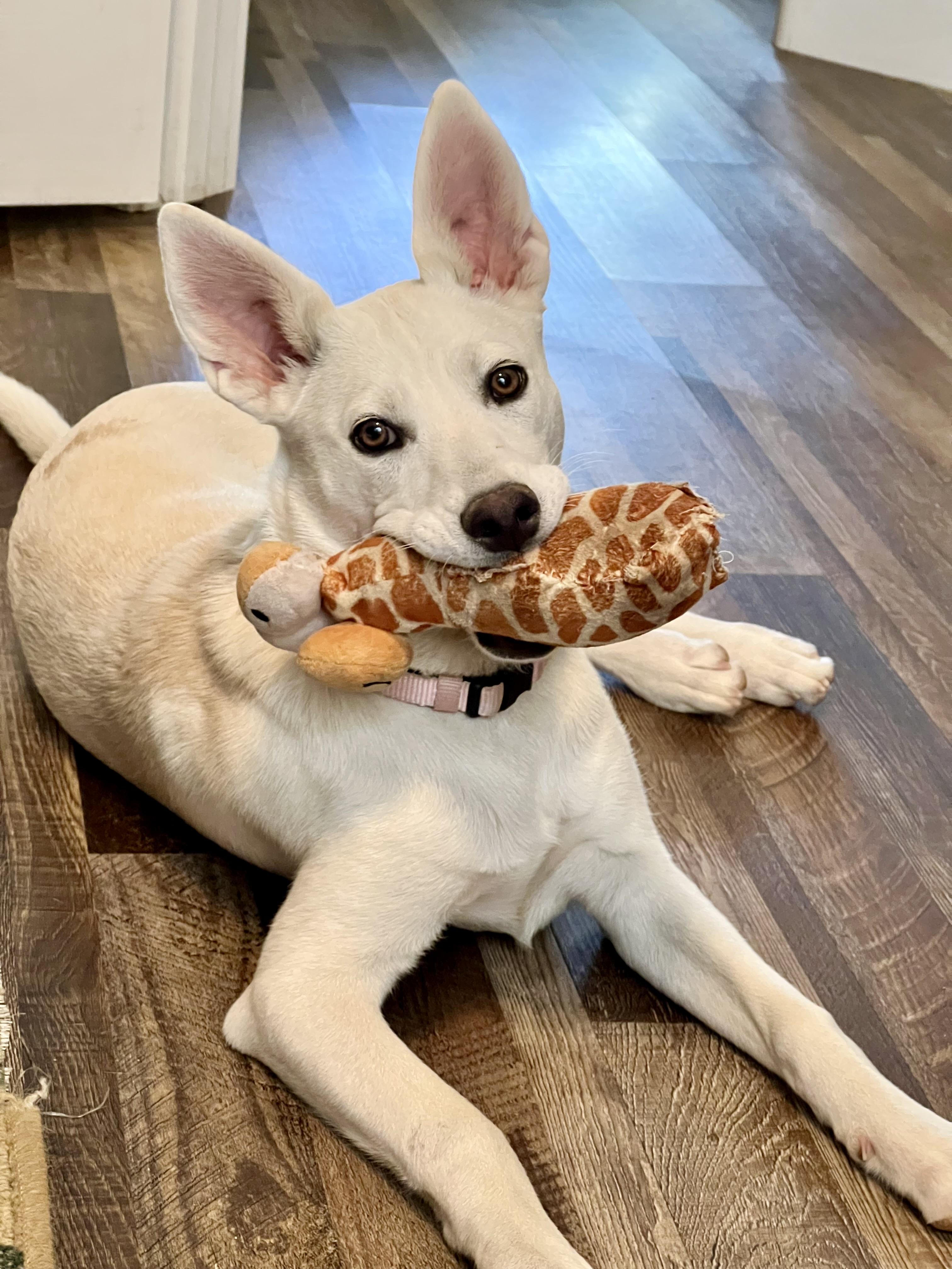 Poppy, Adoptable, Young Female Cattle Dog & Canaan Dog.