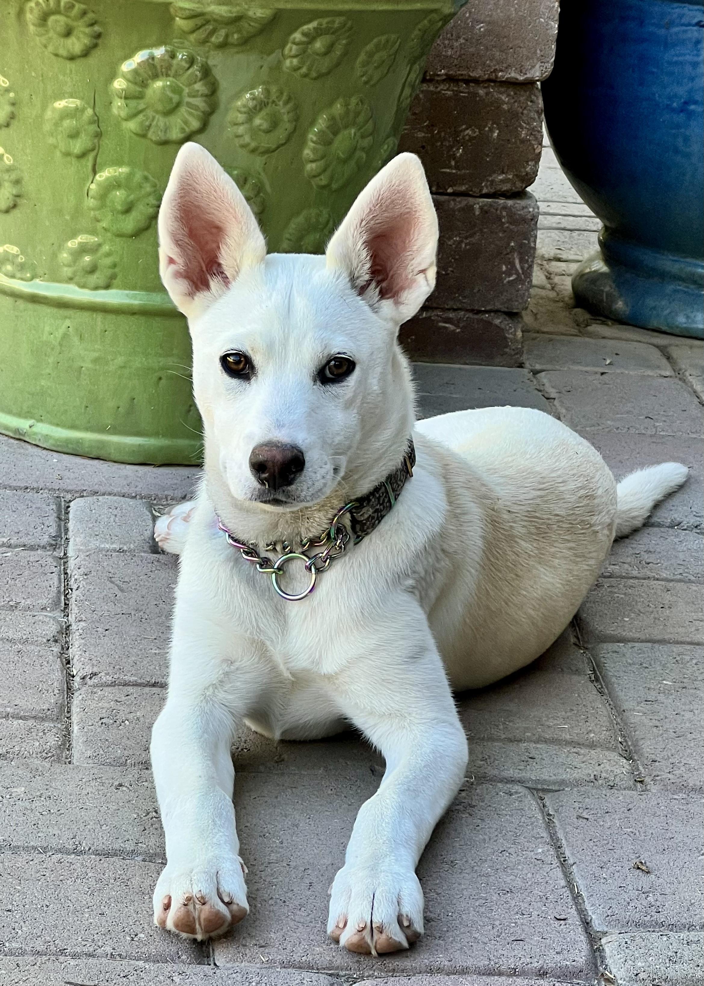 Enlarge Poppy, a Adoptable mixed breed in Gilbert, AZ image 3/5