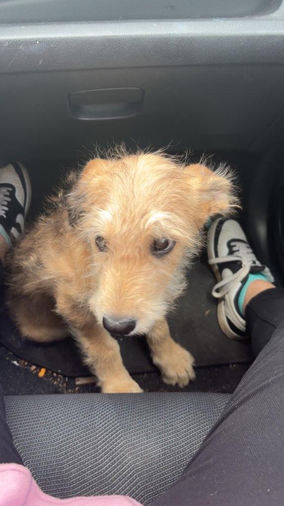 Remi, a Adoptable mixed breed in Falls Church, VA image 4/4