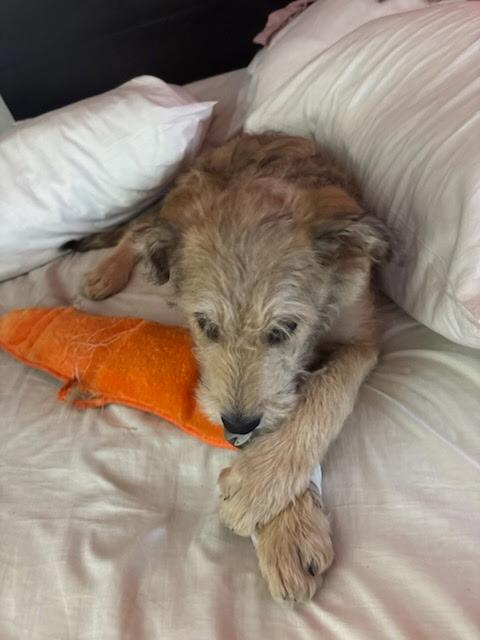 Remi, a Adoptable mixed breed in Falls Church, VA image 3/4