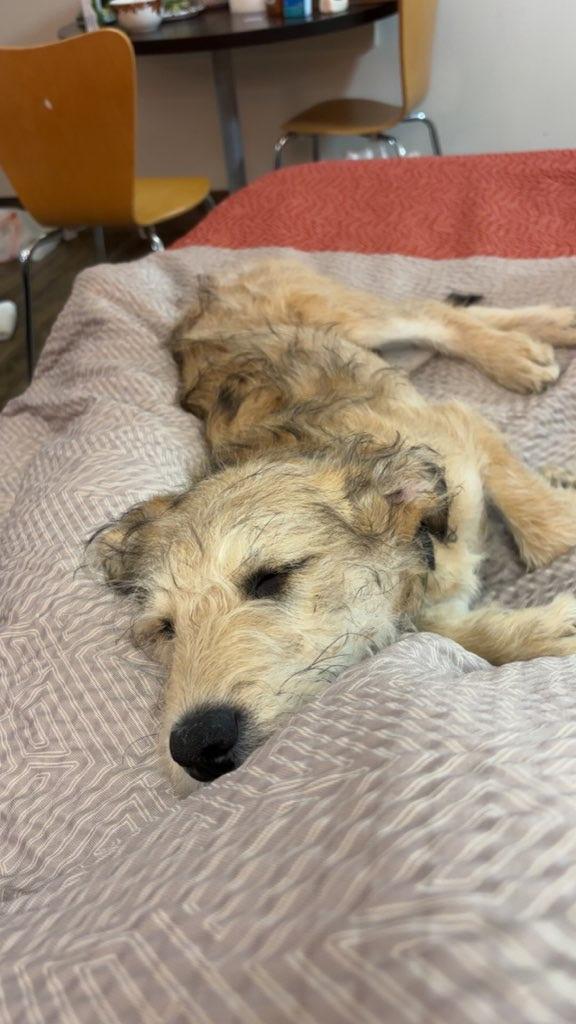 Remi, Adoptable, Young Male Poodle & Australian Terrier.