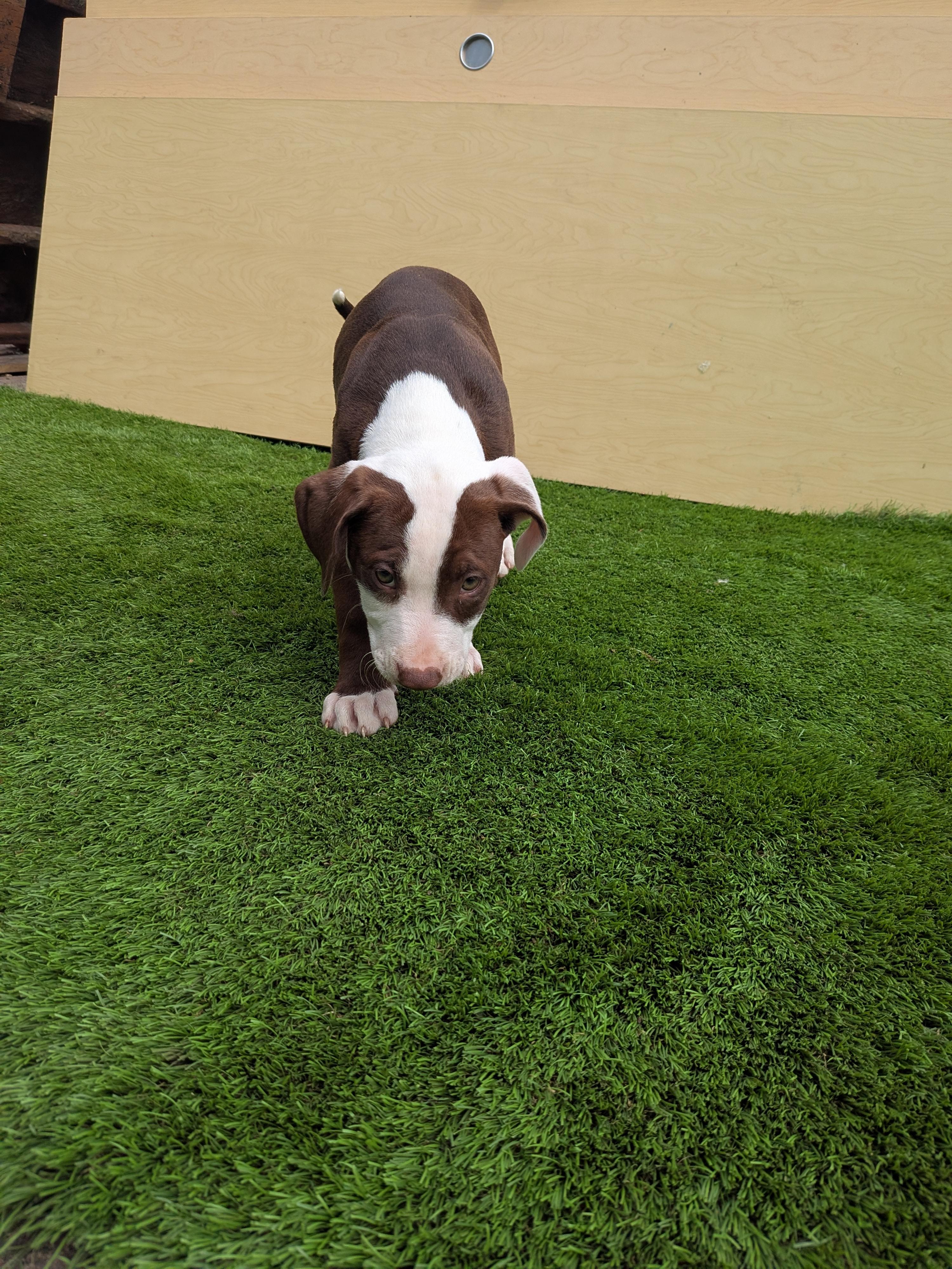 Enlarge Taz, a ADOPTABLE mixed breed in Kirkland, WA image 2/3