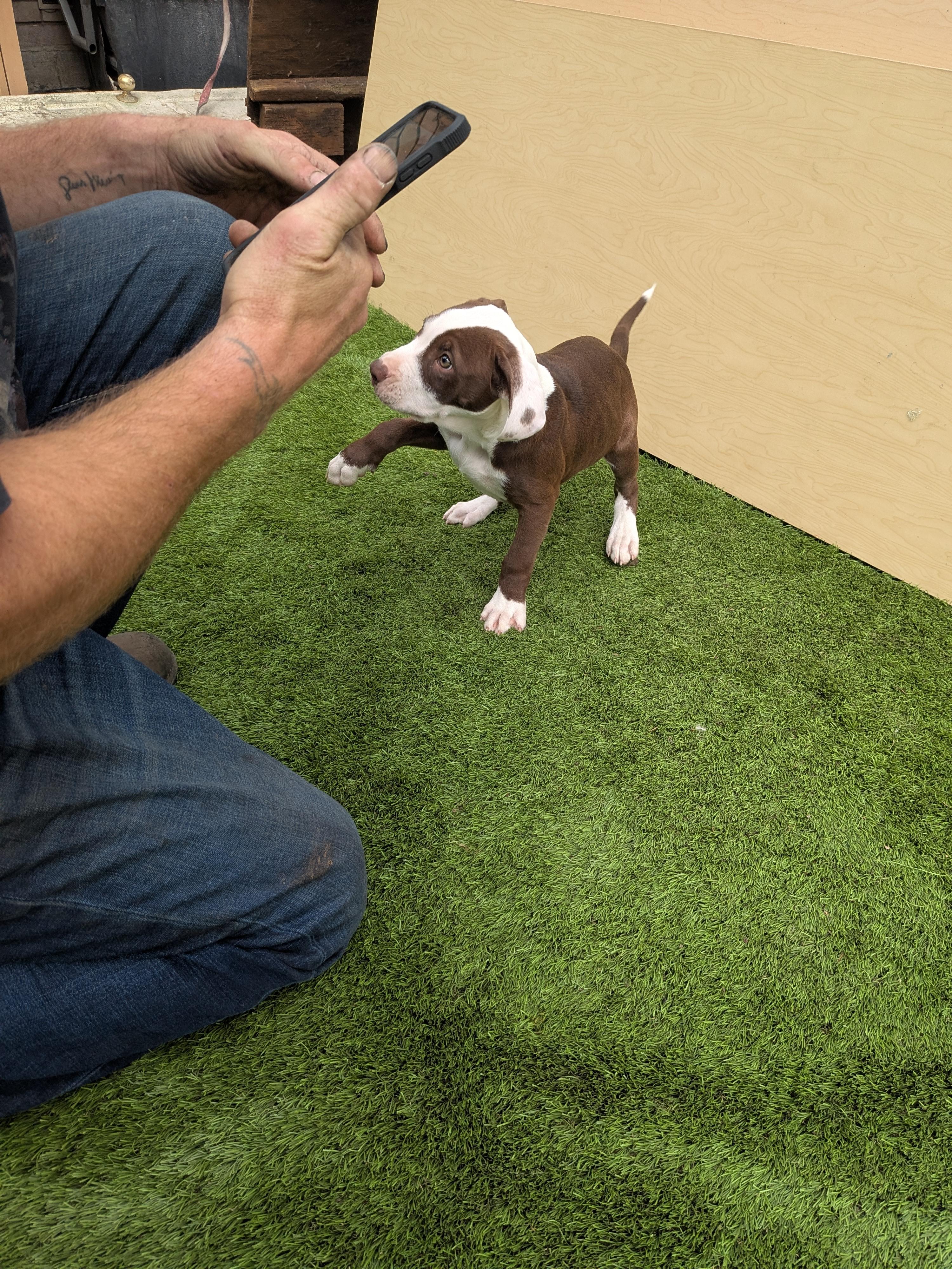 Enlarge Taz, a ADOPTABLE mixed breed in Kirkland, WA image 3/3