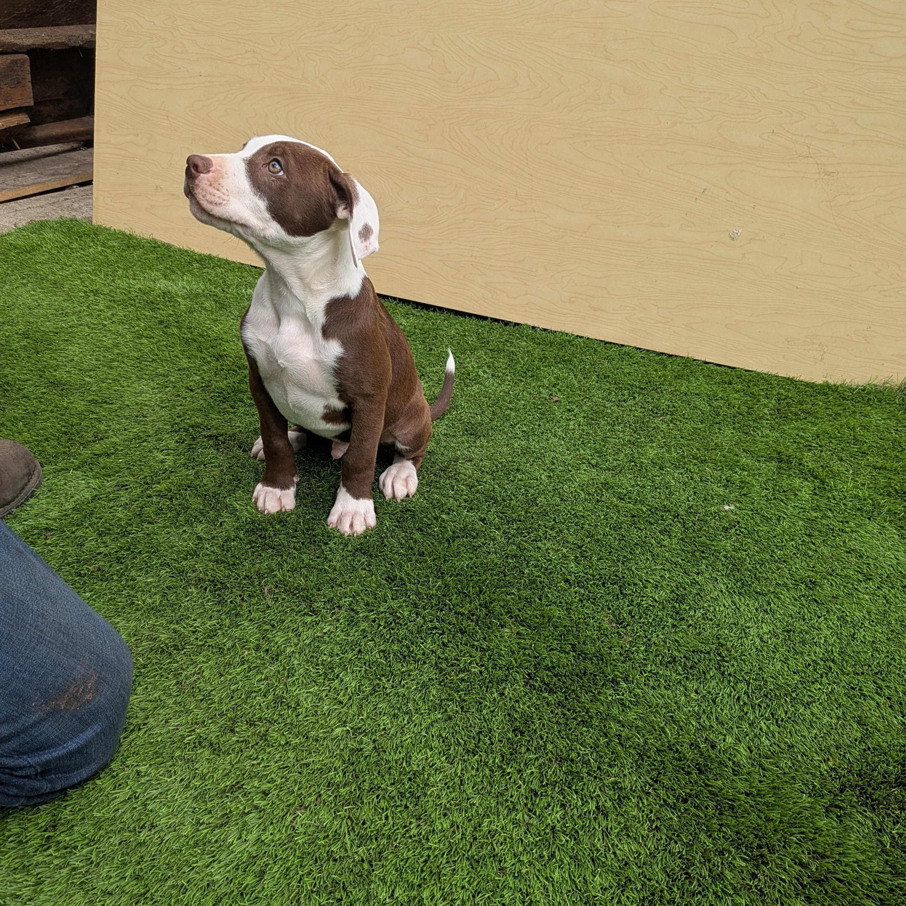 Enlarge Taz, a ADOPTABLE mixed breed in Kirkland, WA image 1/3