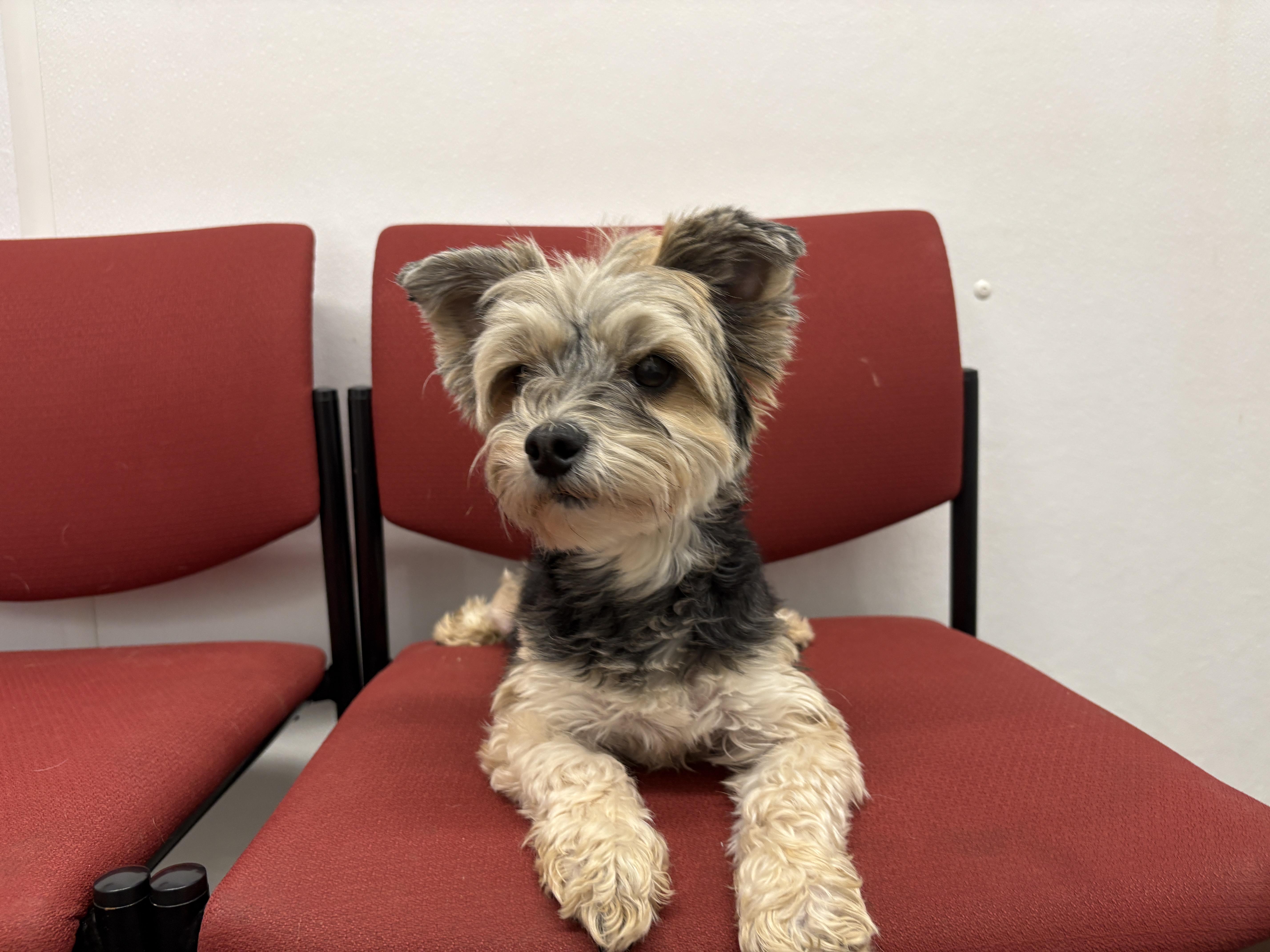 Miley, an adopted Morkie in Auburn, NE image 3/5