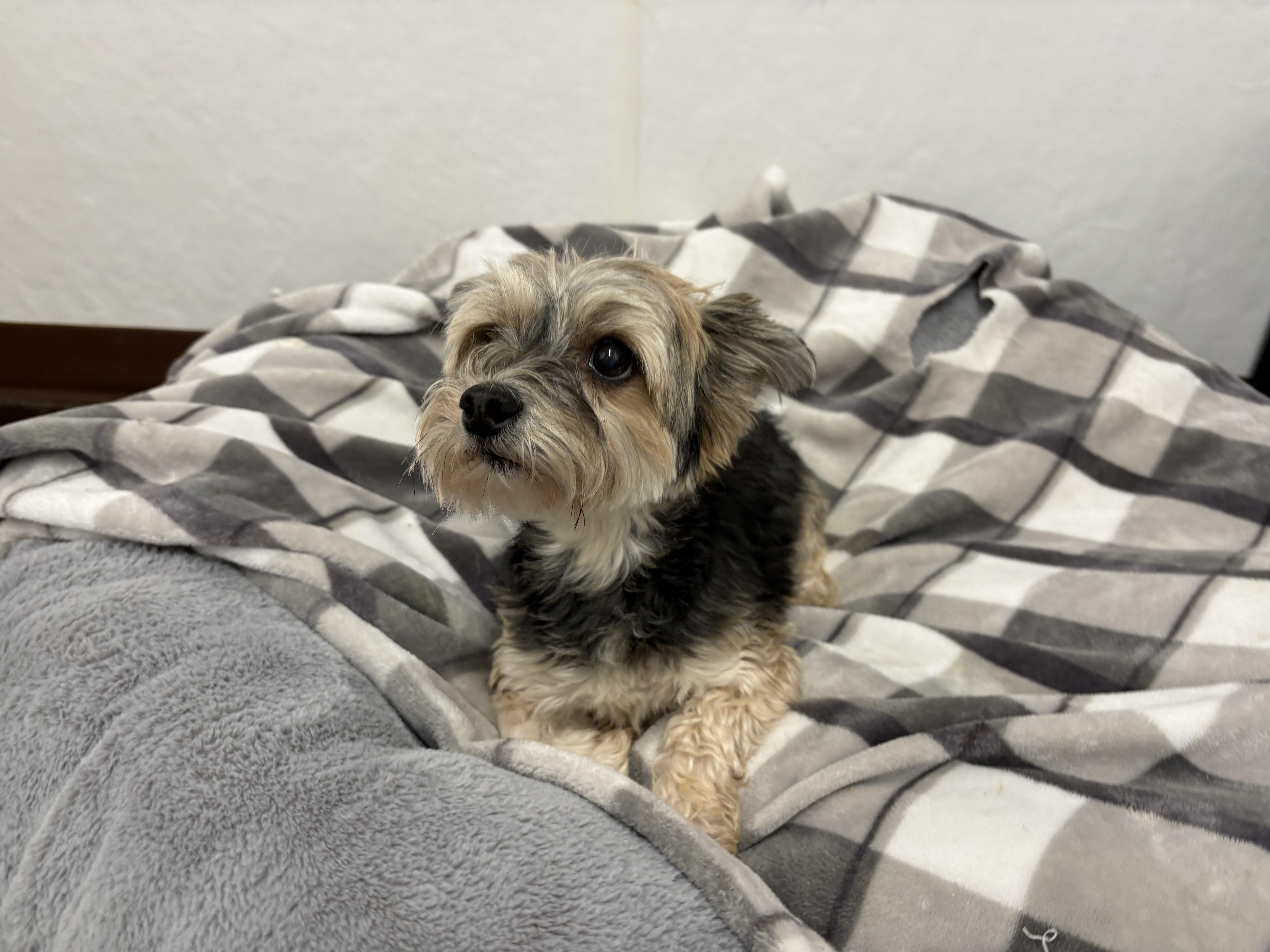 Miley, an adopted Morkie in Auburn, NE image 5/5