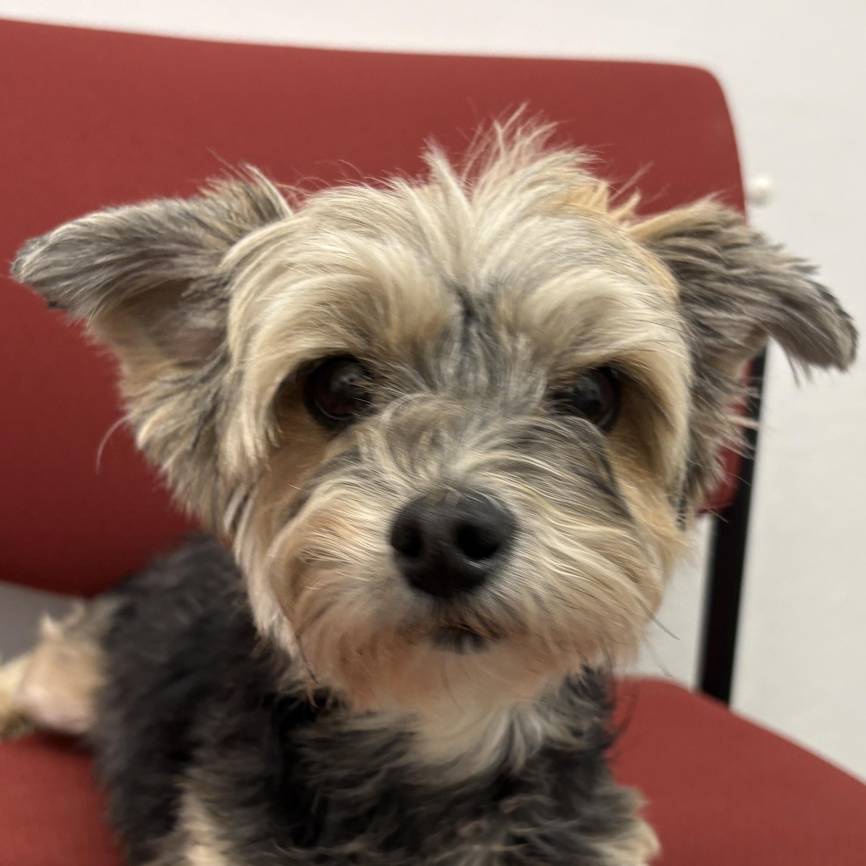 Miley, adopted, Adult Female Morkie.