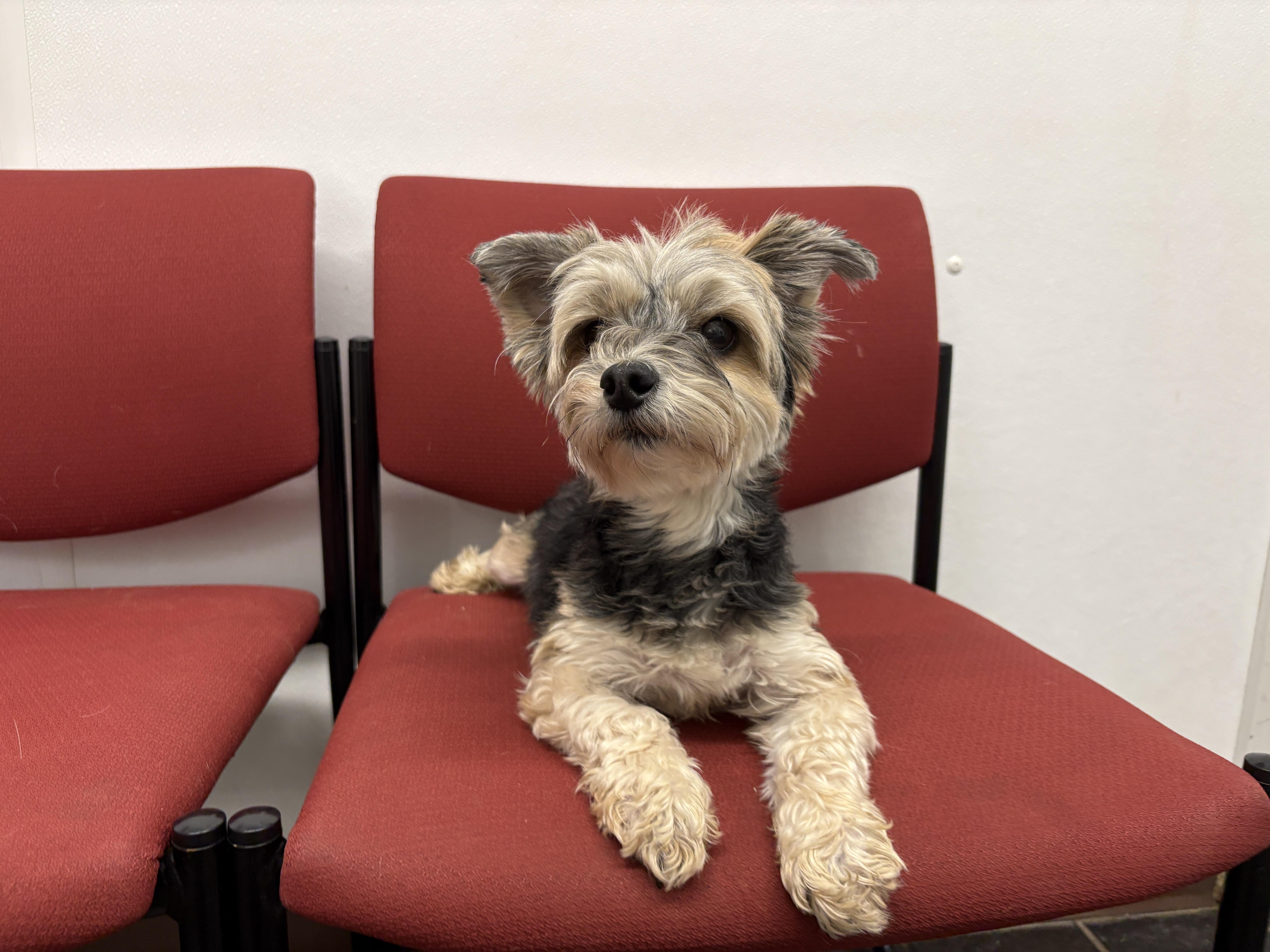 Miley, an adopted Morkie in Auburn, NE image 4/5