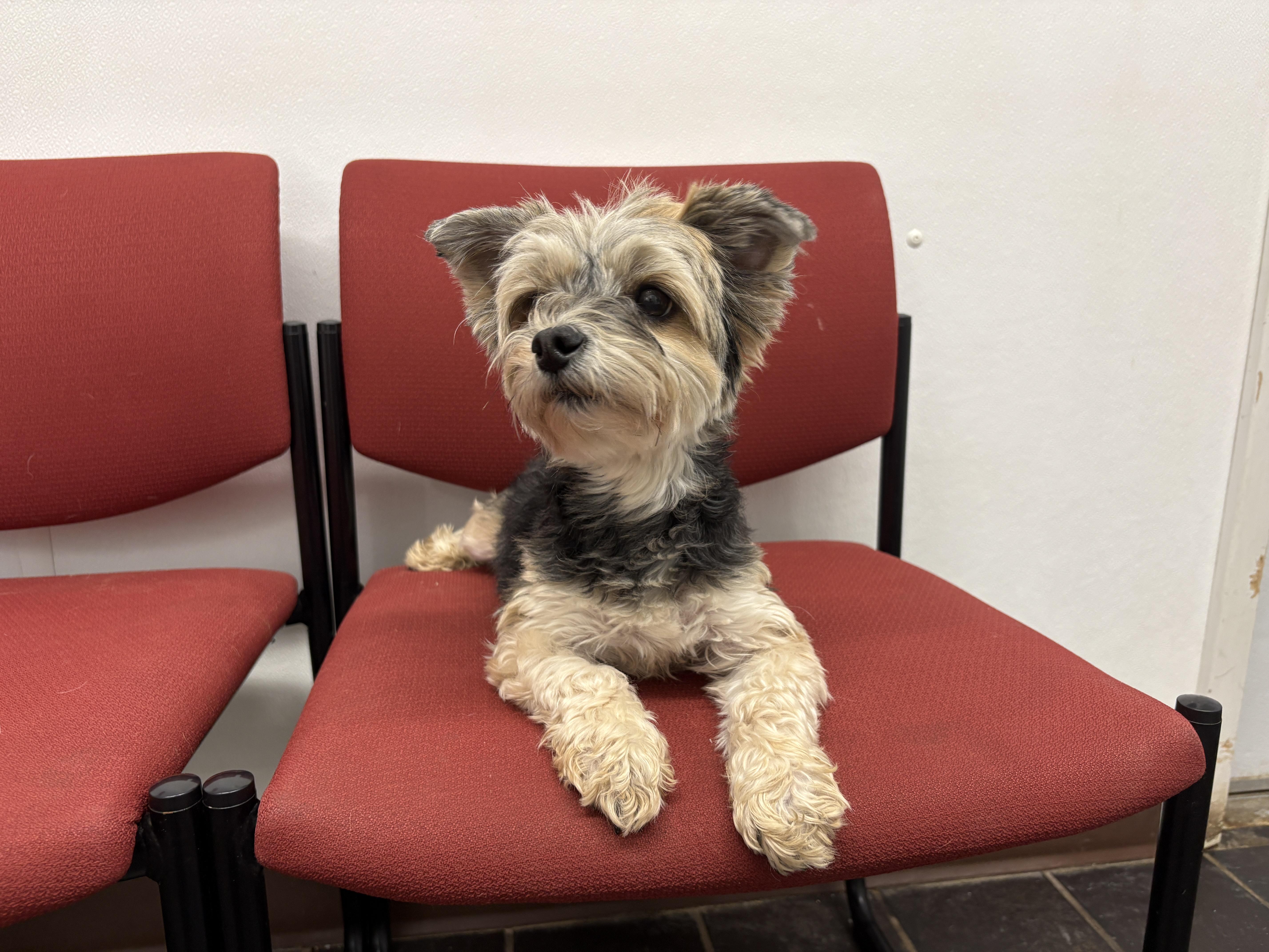 Miley, an adopted Morkie in Auburn, NE image 2/5