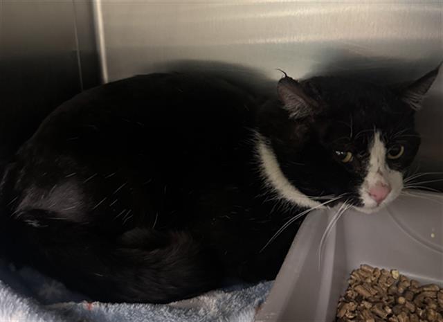 A120300, Adoptable, Adult Male Domestic Short Hair.