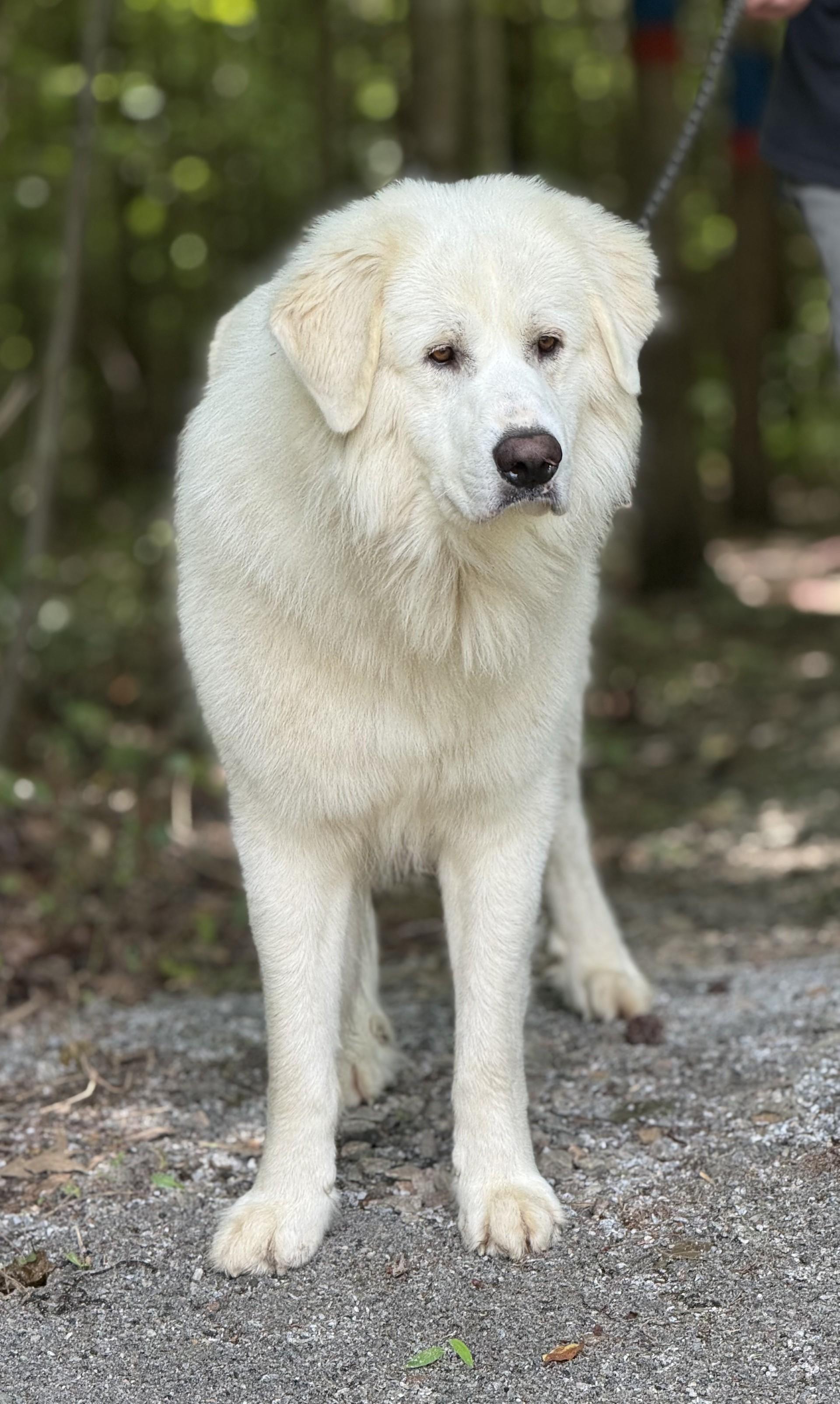 Walt, a ADOPTABLE Great Pyrenees in Richmond, VA image 4/5