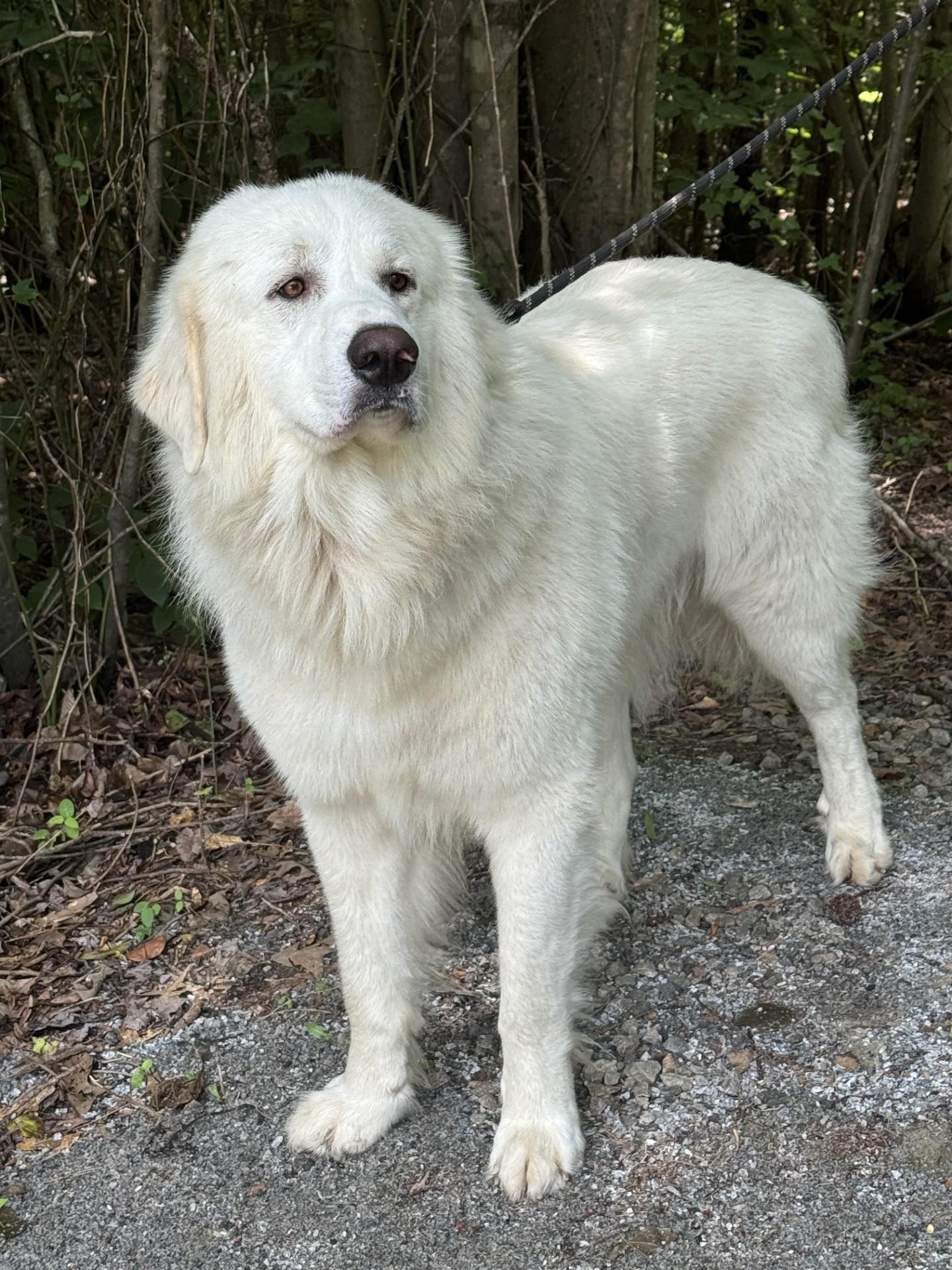 Walt, a ADOPTABLE Great Pyrenees in Richmond, VA image 3/5