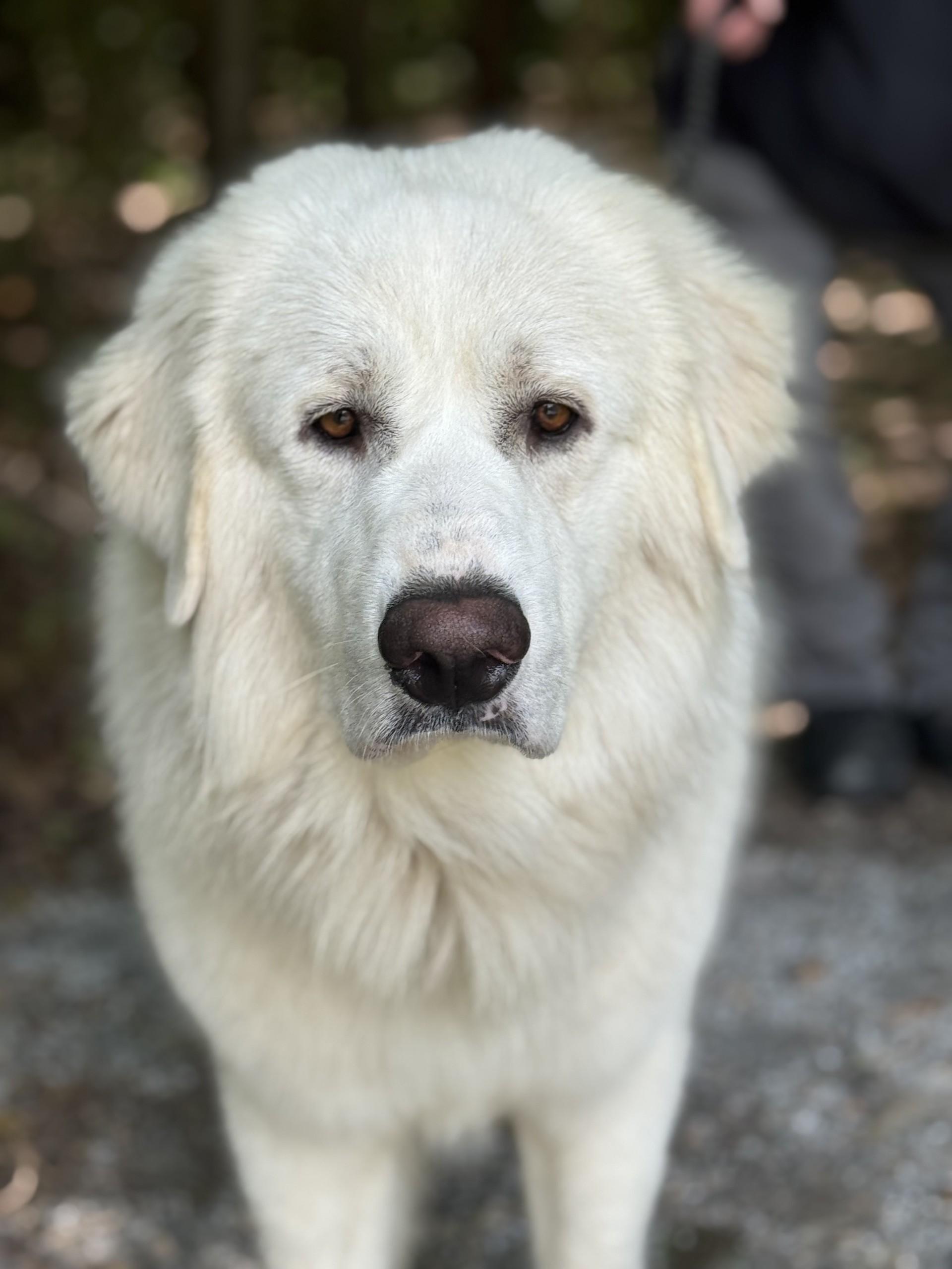 Walt, ADOPTABLE, Adult Male Great Pyrenees.