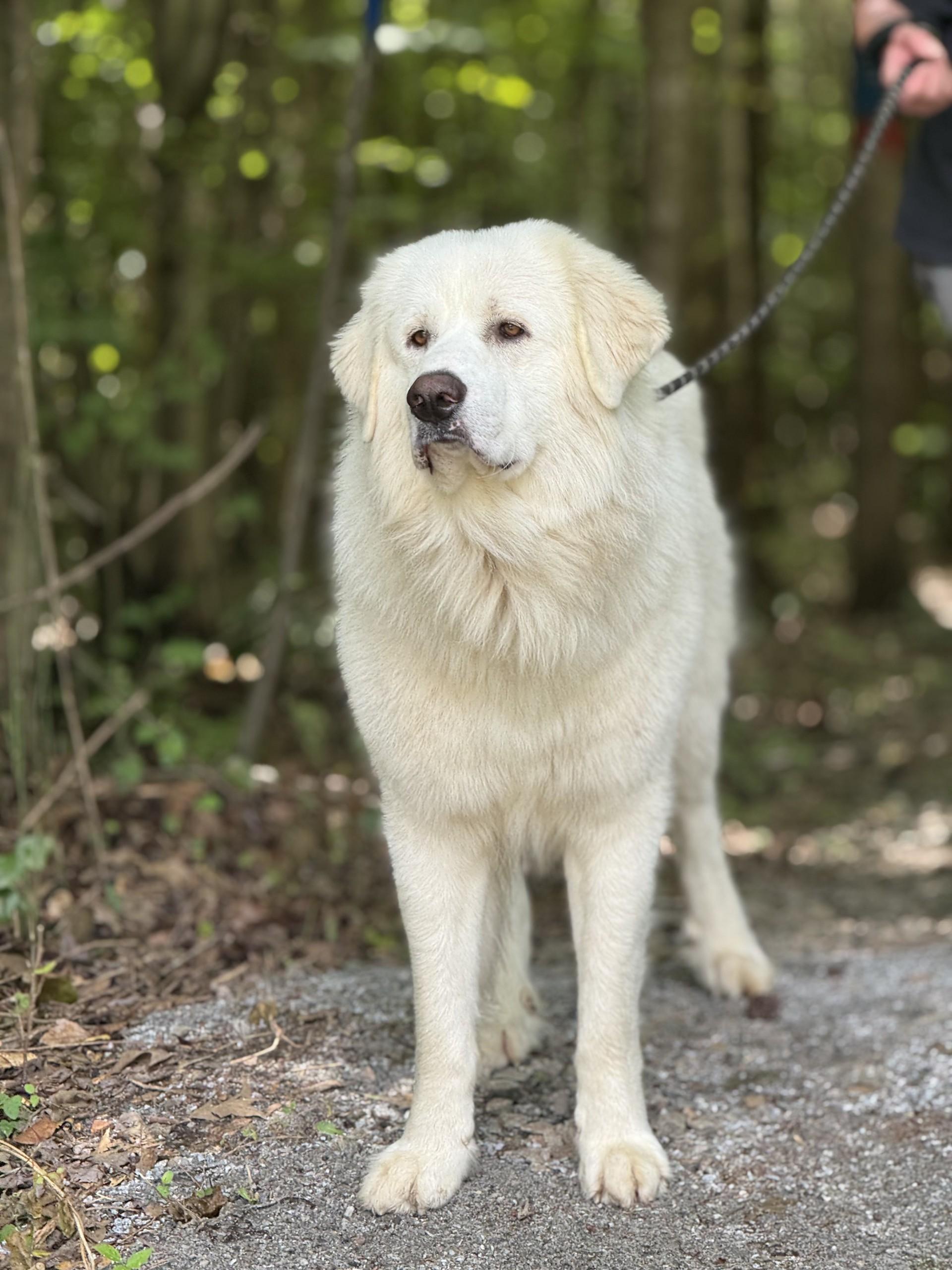 Walt, a ADOPTABLE Great Pyrenees in Richmond, VA image 2/5