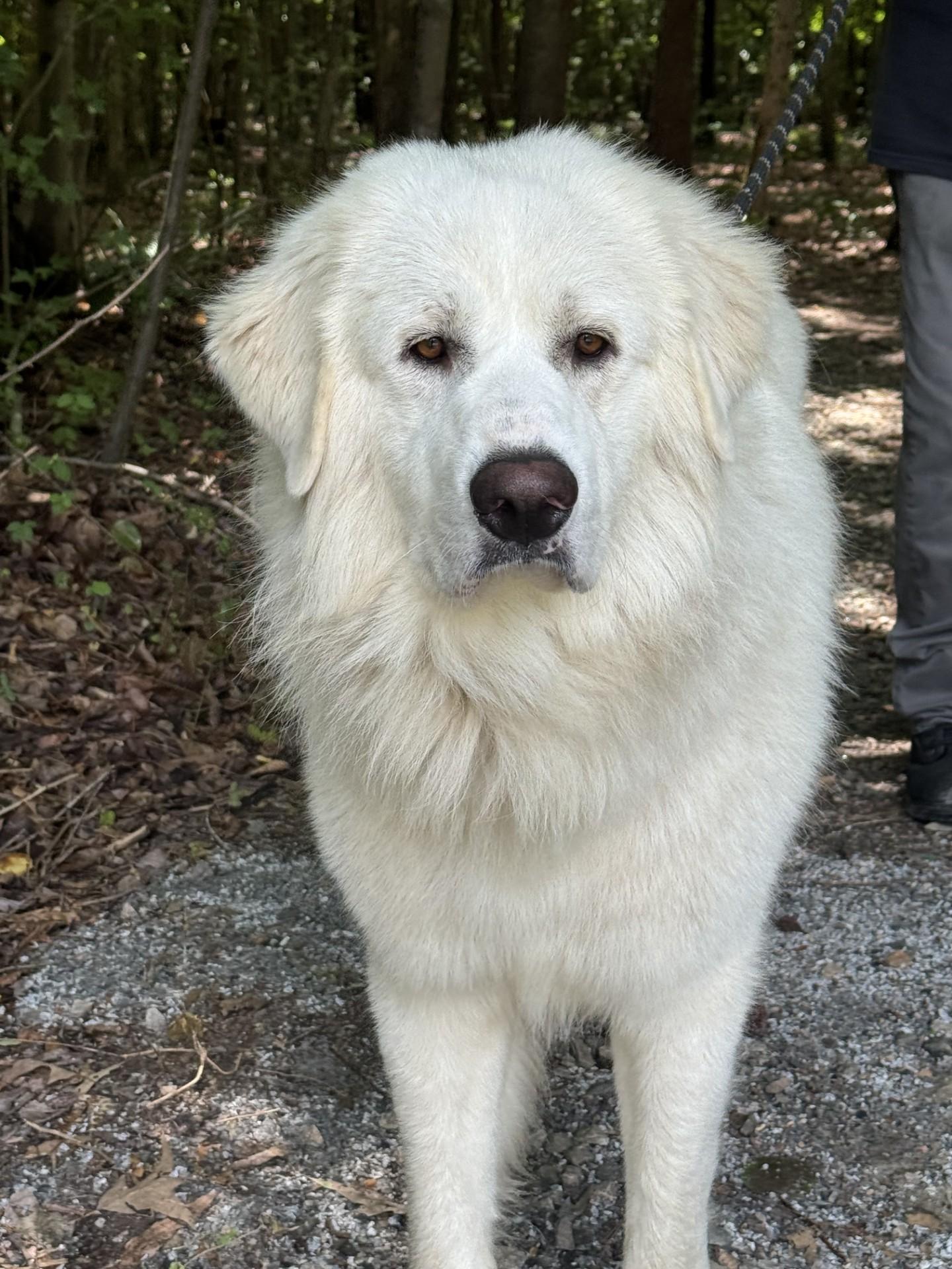 Walt, a ADOPTABLE Great Pyrenees in Richmond, VA image 5/5