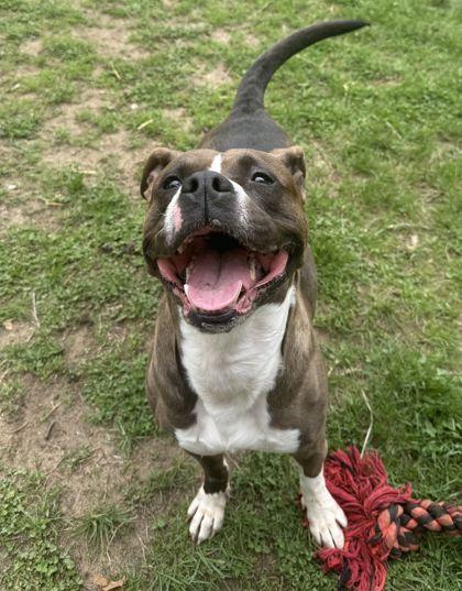 Enlarge Alize, a ADOPTABLE mixed breed in Mishawaka, IN image 4/6