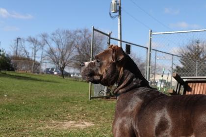 Enlarge Alize, a ADOPTABLE mixed breed in Mishawaka, IN image 5/6