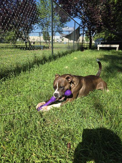 Enlarge Alize, a ADOPTABLE mixed breed in Mishawaka, IN image 3/6