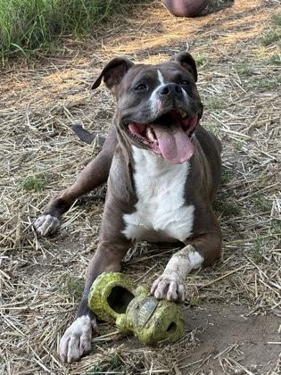 Alize, ADOPTABLE, Adult Male Boxer.