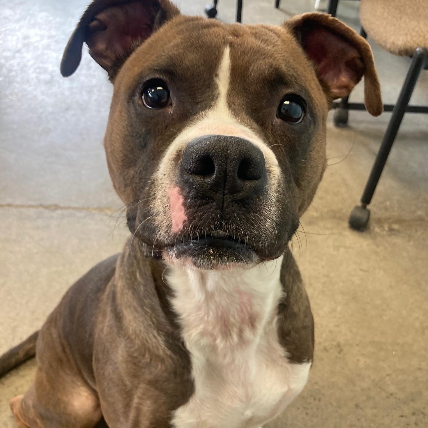 Alize, a ADOPTABLE mixed breed in Mishawaka, IN image 3/3
